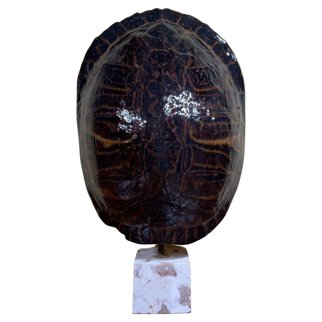 Large Single Genuine American Fresh Water Turtle Shell For Sale at 1stDibs