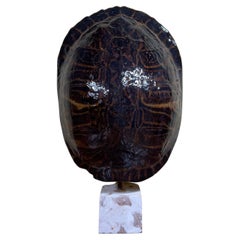 Vintage Large Single Genuine American Fresh Water Turtle Shell