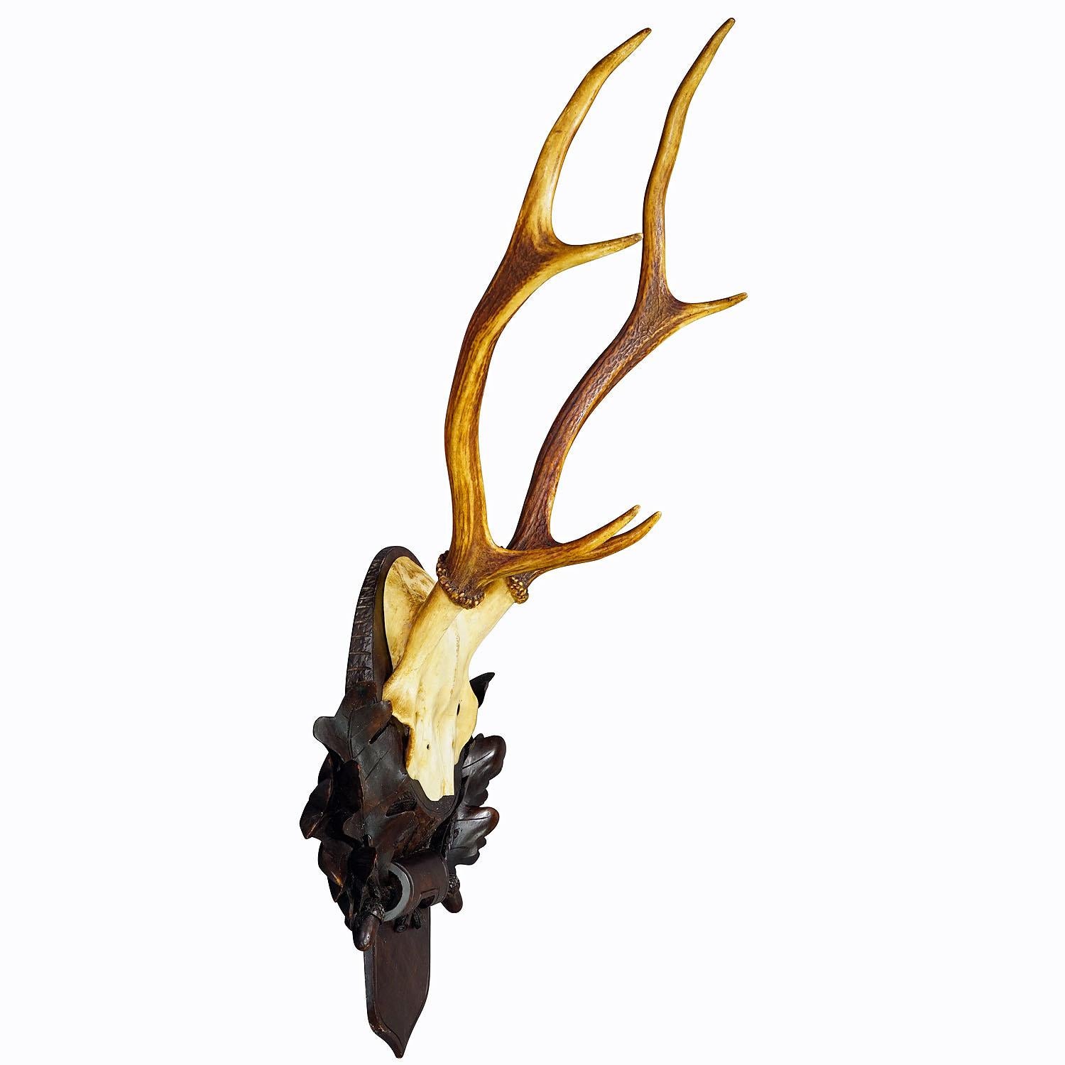 Large Six-toed Black Forest Deer Trophy on Wooden Plaque ca. 1910
Item e7340
An antique 6 pointer deer (Cervus elaphus) trophy from the Black Forest. The trophy was shot in Bavaria around 1910. The antlers are mounted on a wodden wall plaque with