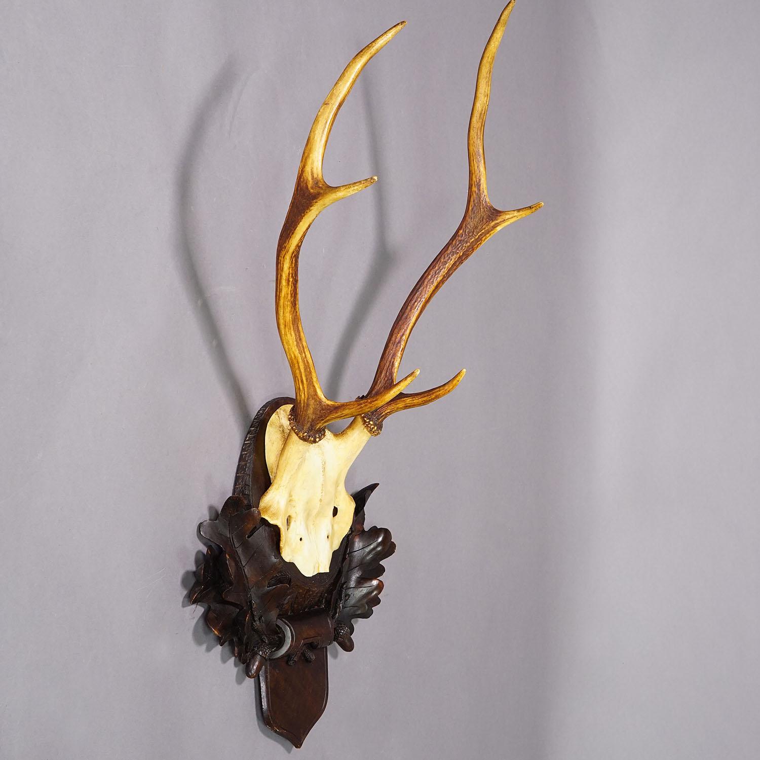 German Large Six-toed Black Forest Deer Trophy on Wooden Plaque ca. 1910
