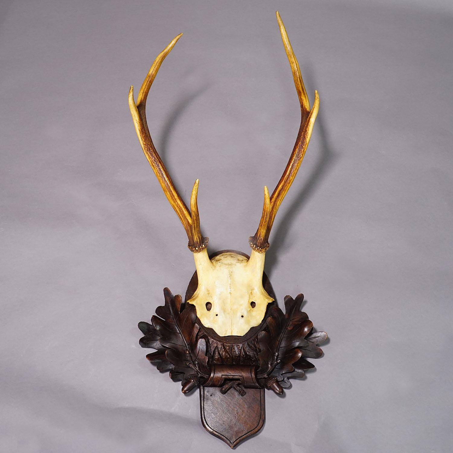 Carved Large Six-toed Black Forest Deer Trophy on Wooden Plaque ca. 1910
