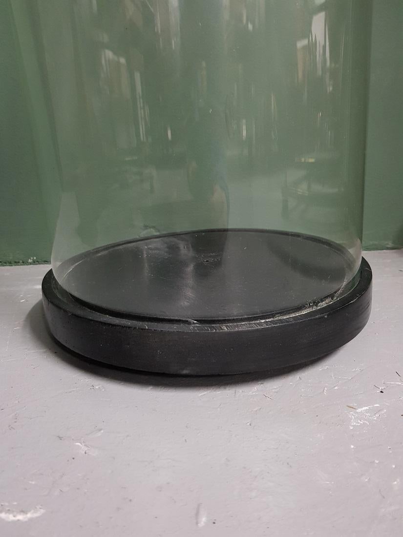 Large Size Antique French Glass Dome with Black Wooden Base In Good Condition For Sale In Raalte, NL