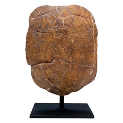 Large Sized Mounted Turtle Fossil South Dakota Oligocene Period