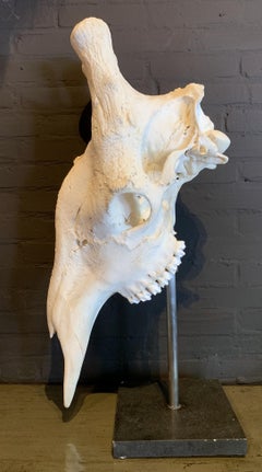 Large Skull of an Old Giraffe