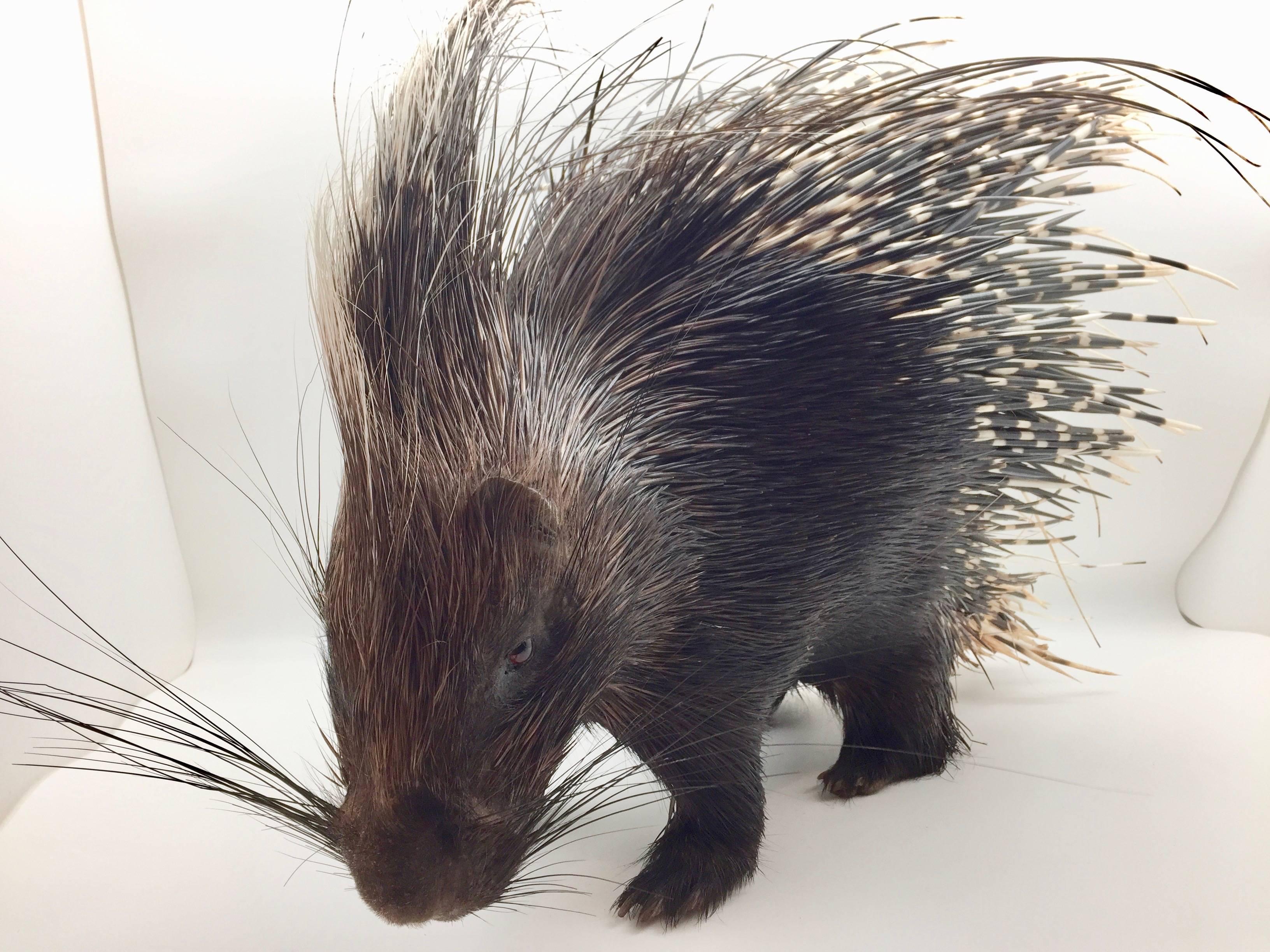 Large South African Crested Porcupine or Hystrix Cristata 3