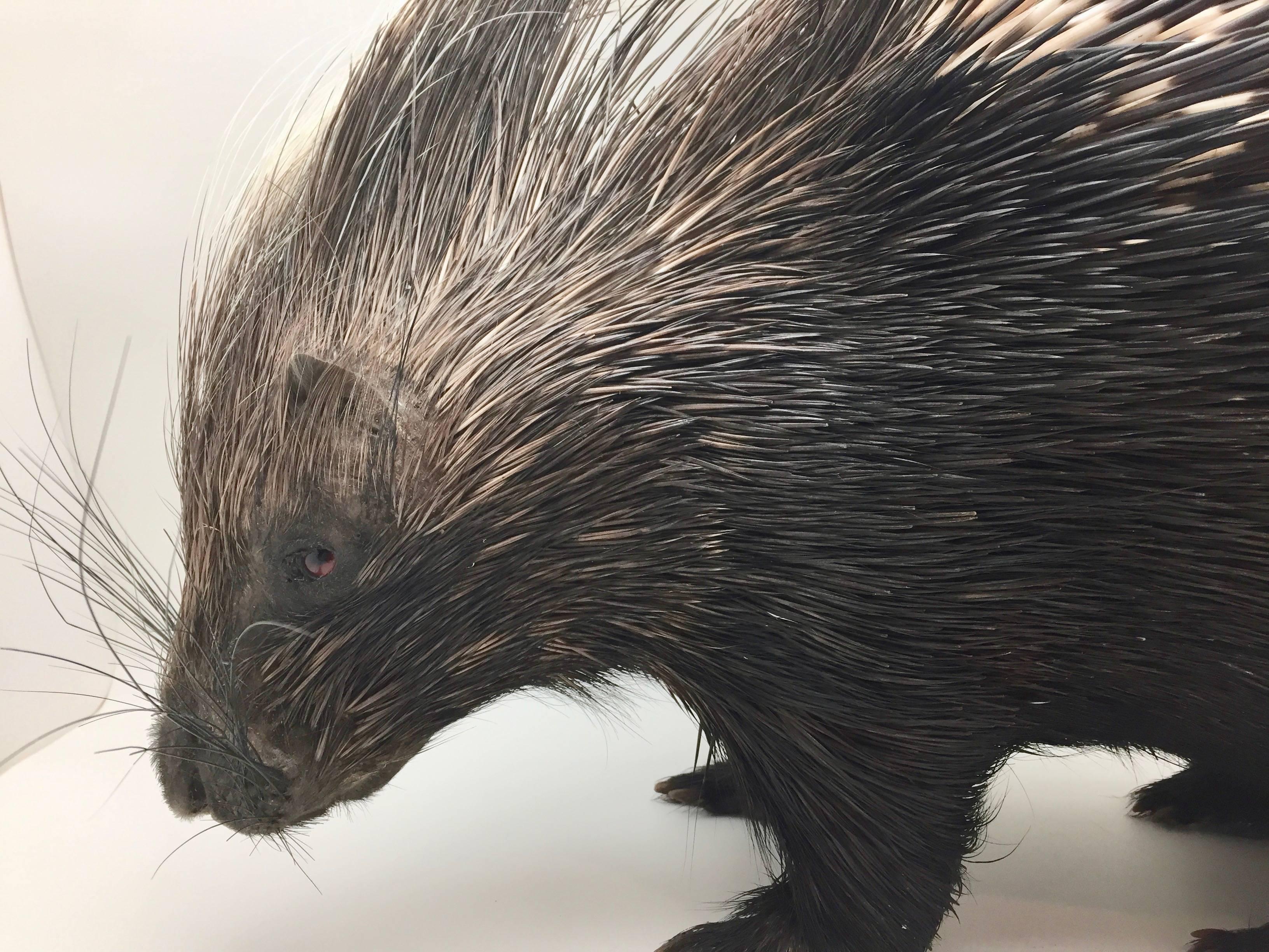 Very large taxidermy crested porcupine from South Africa, scientific name Hystrix cristata. This species is a much larger size than found anywhere else in the world.