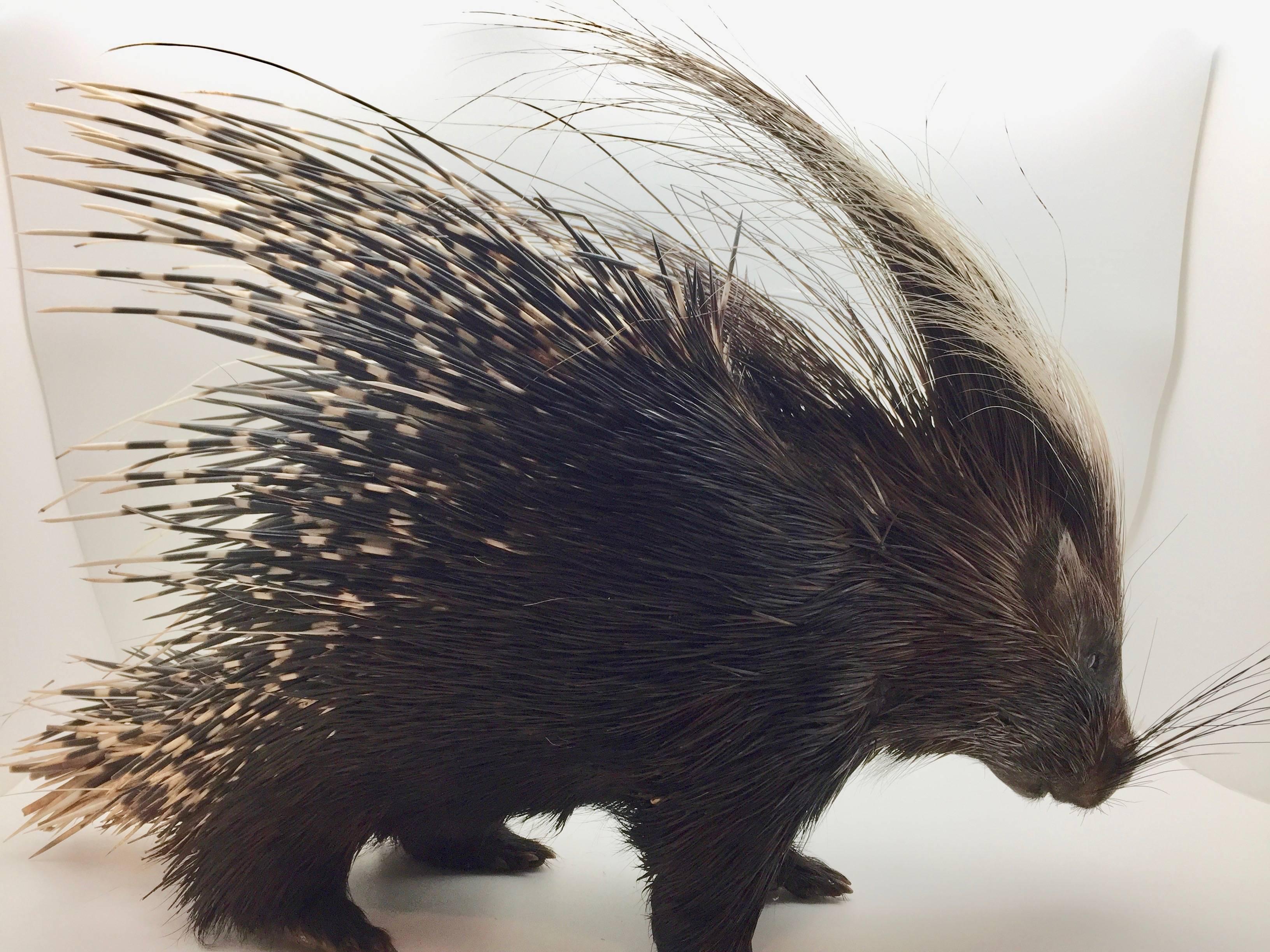 Large South African Crested Porcupine or Hystrix Cristata In Good Condition In New York, NY