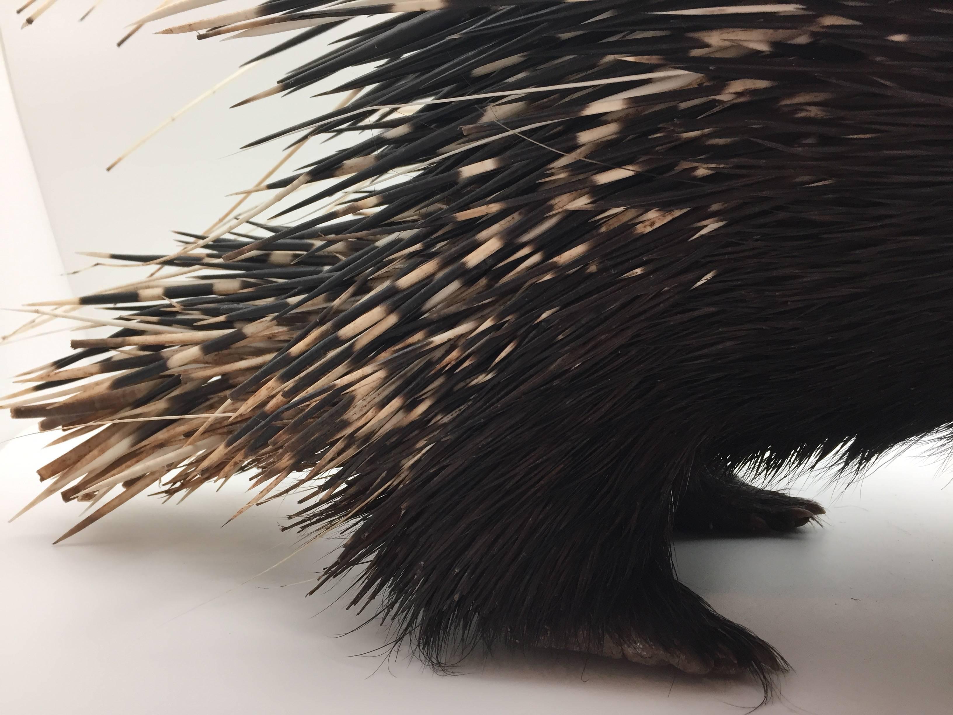 Animal Skin Large South African Crested Porcupine or Hystrix Cristata