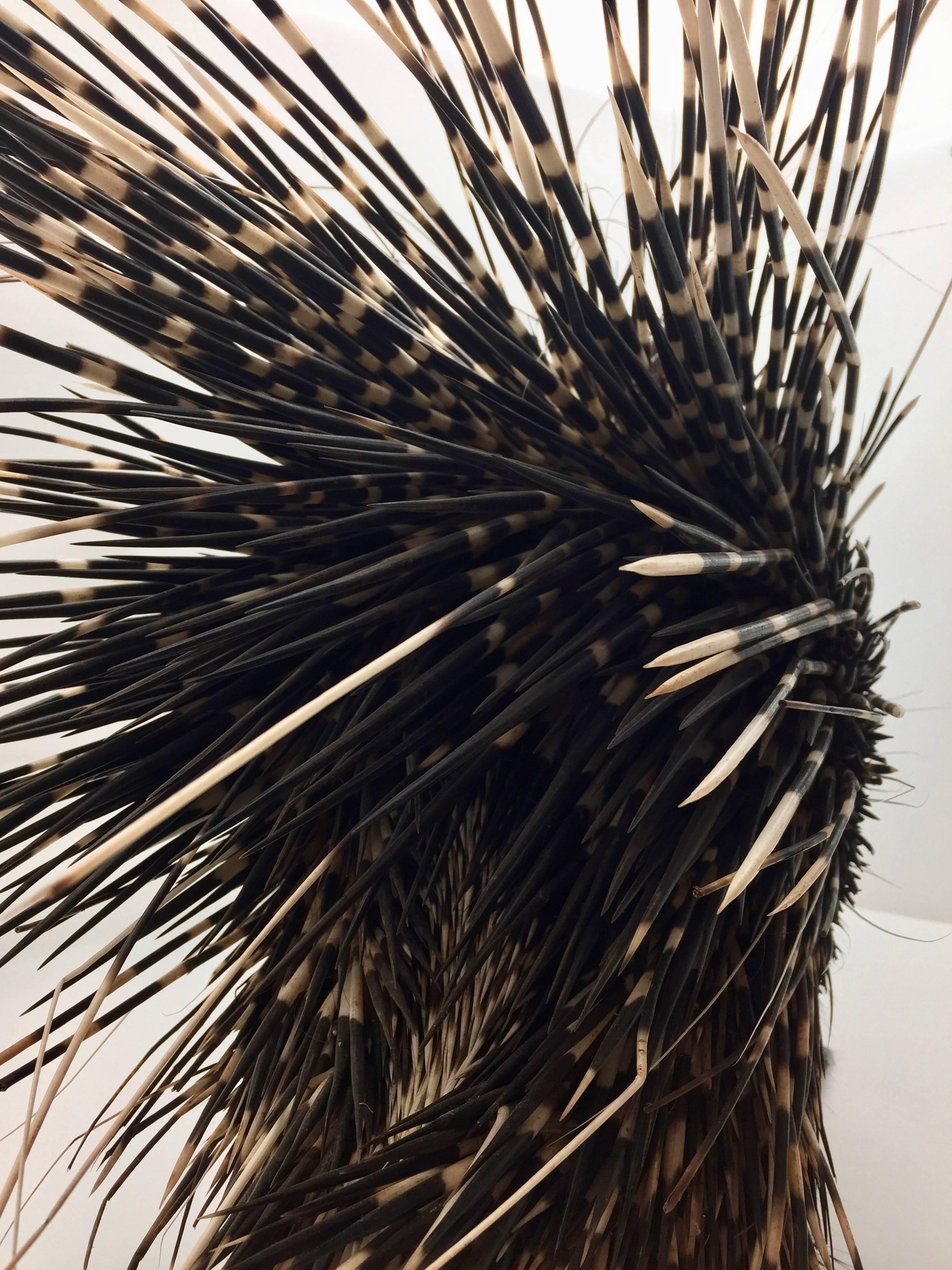Large South African Crested Porcupine or Hystrix Cristata 1