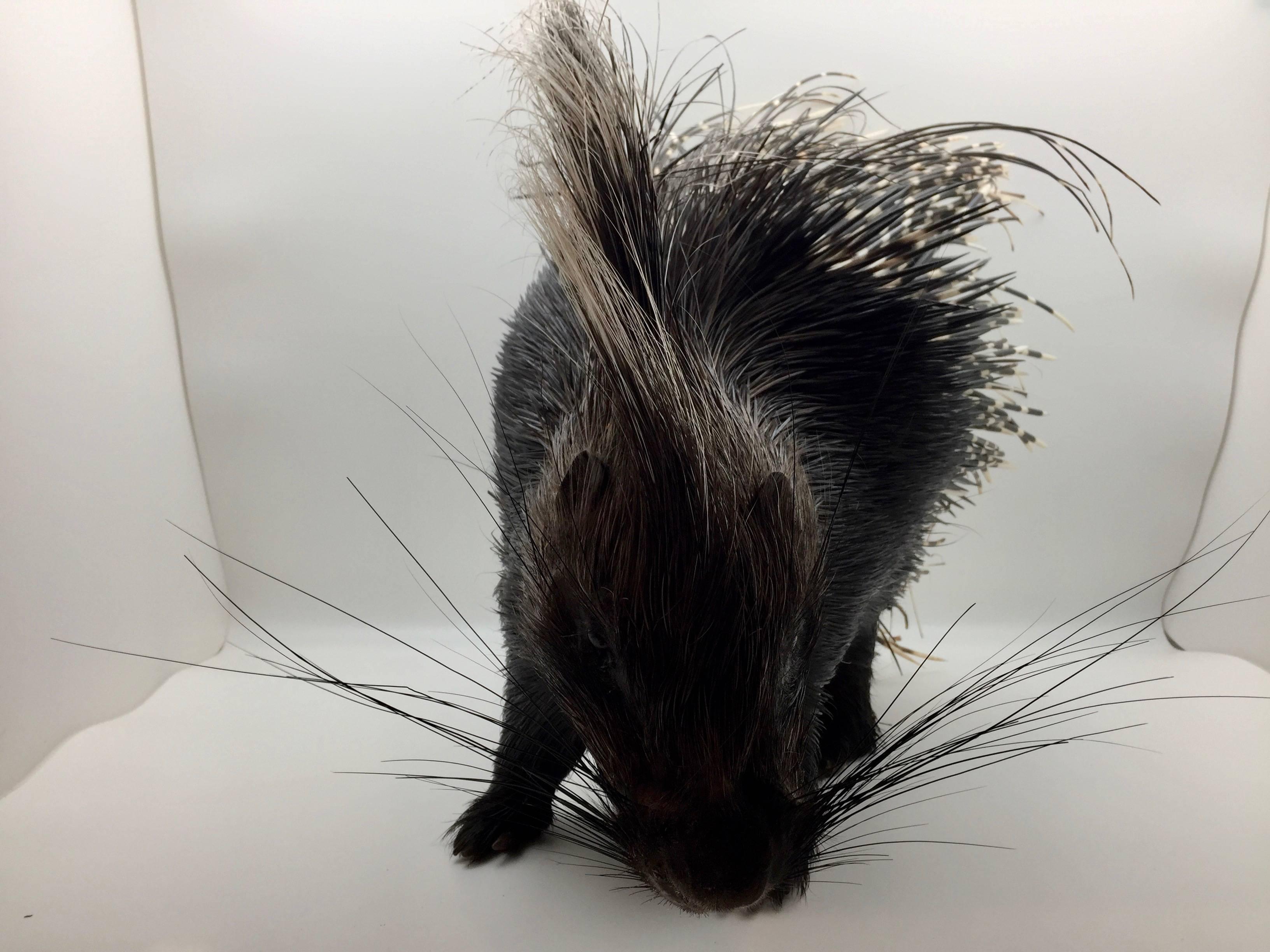 Large South African Crested Porcupine or Hystrix Cristata 2