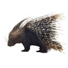 Grand porc-épic à crête d'Afrique du Sud ou Hystrix Cristata