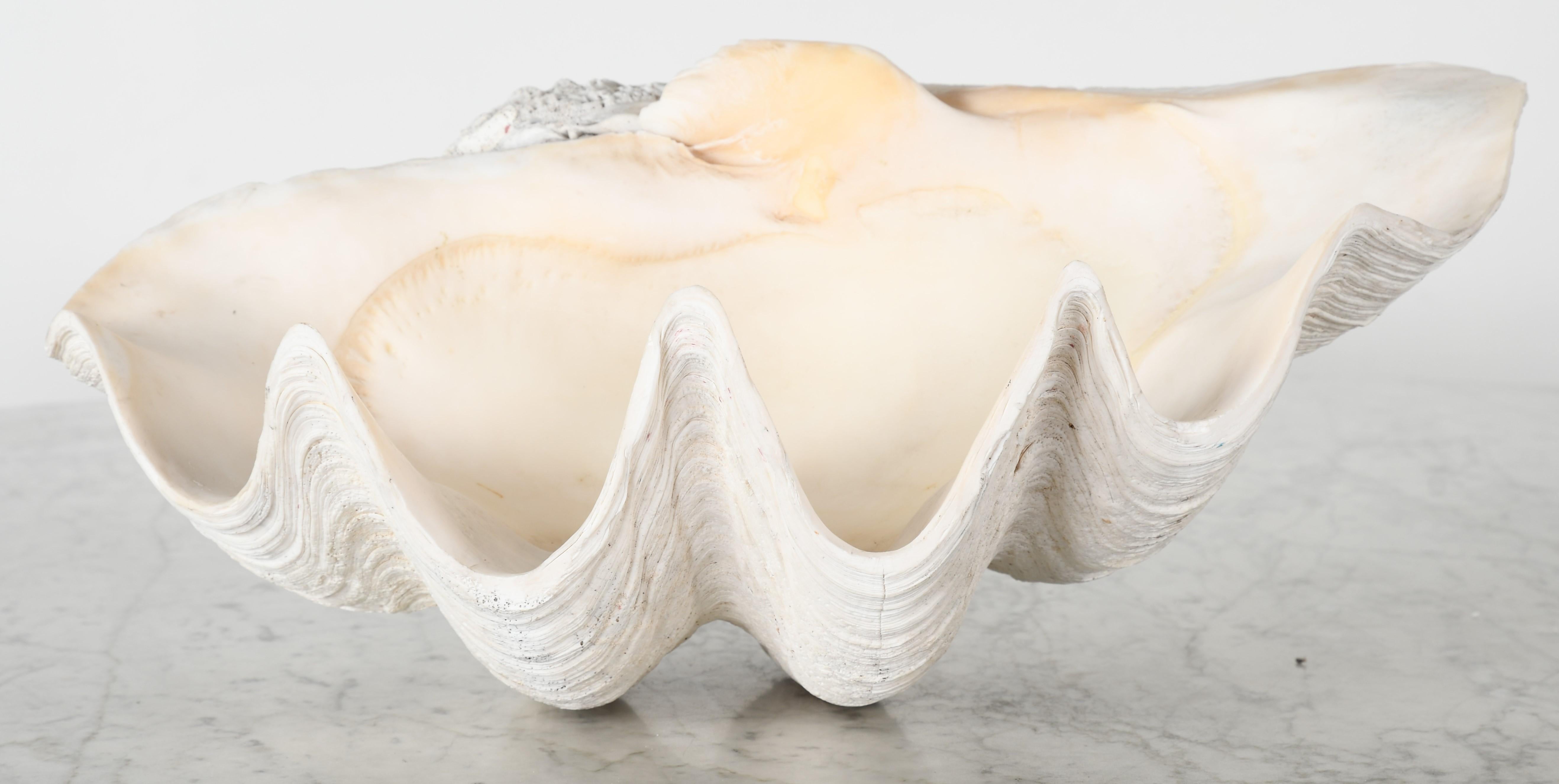 Large South Pacific clam shell with natural patina and age appropriate wear. 

Dimensions: 8.75