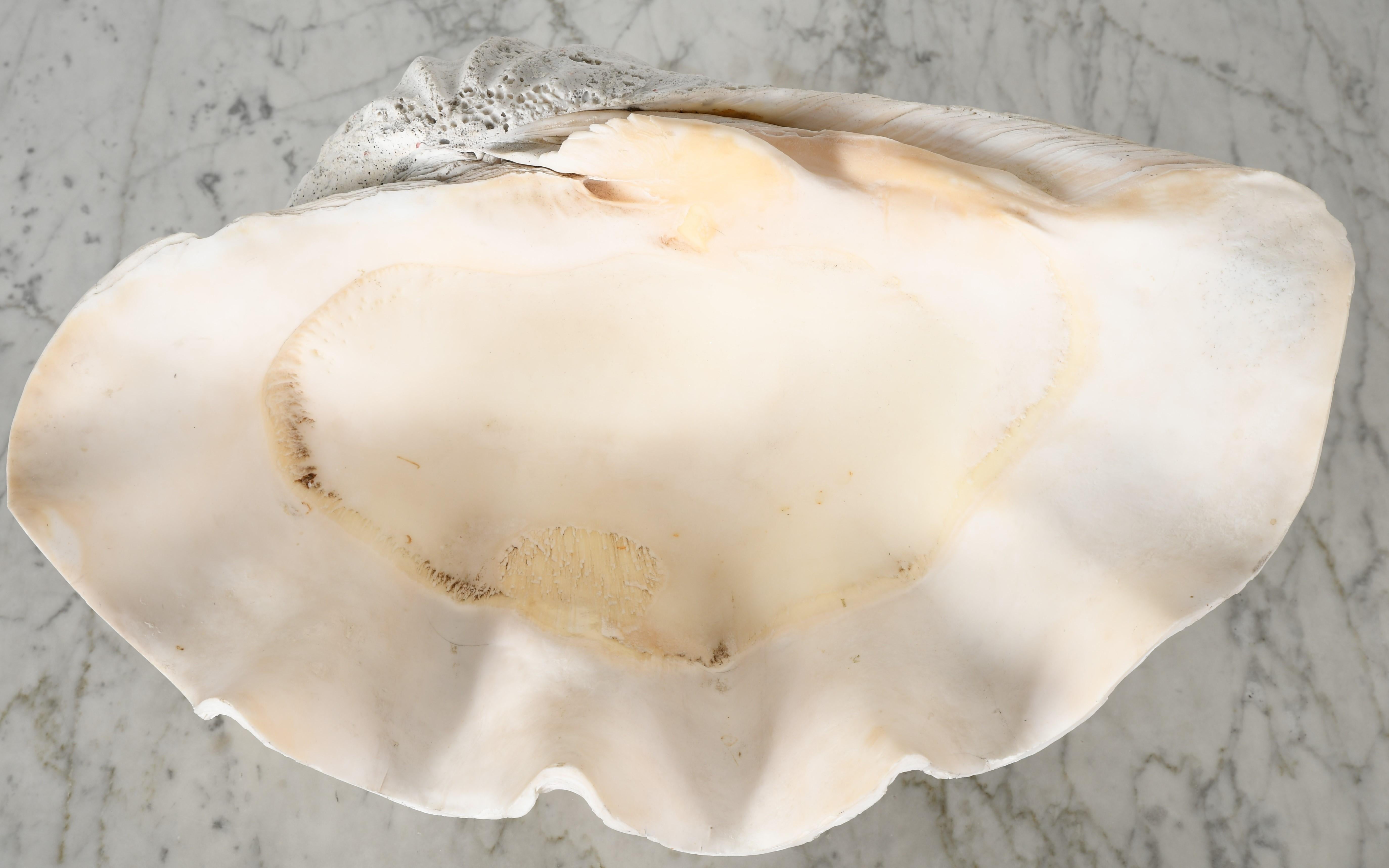 South Asian Large South Pacific Clam Shell