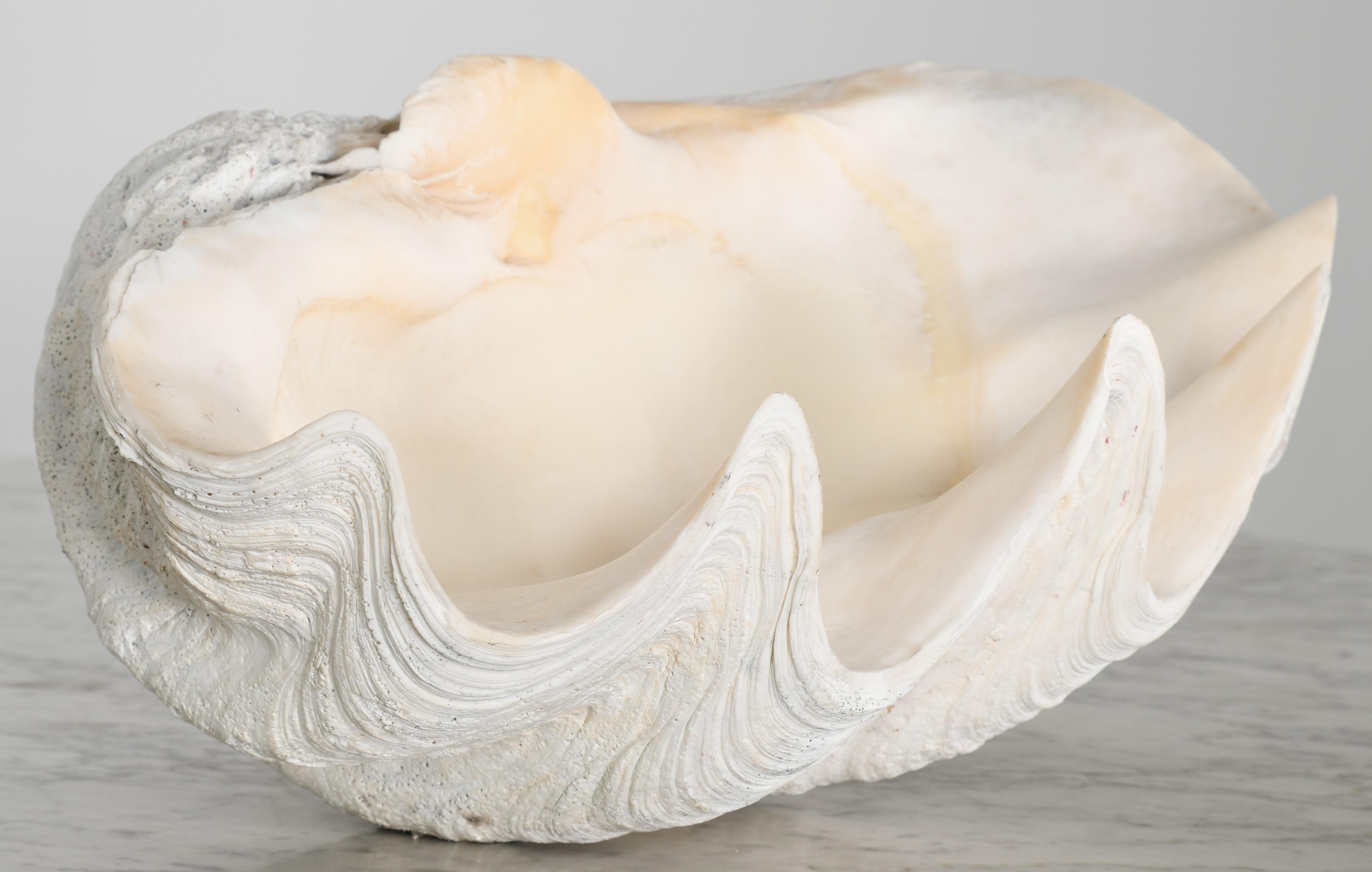 Large South Pacific Clam Shell In Good Condition In Hamburg, PA