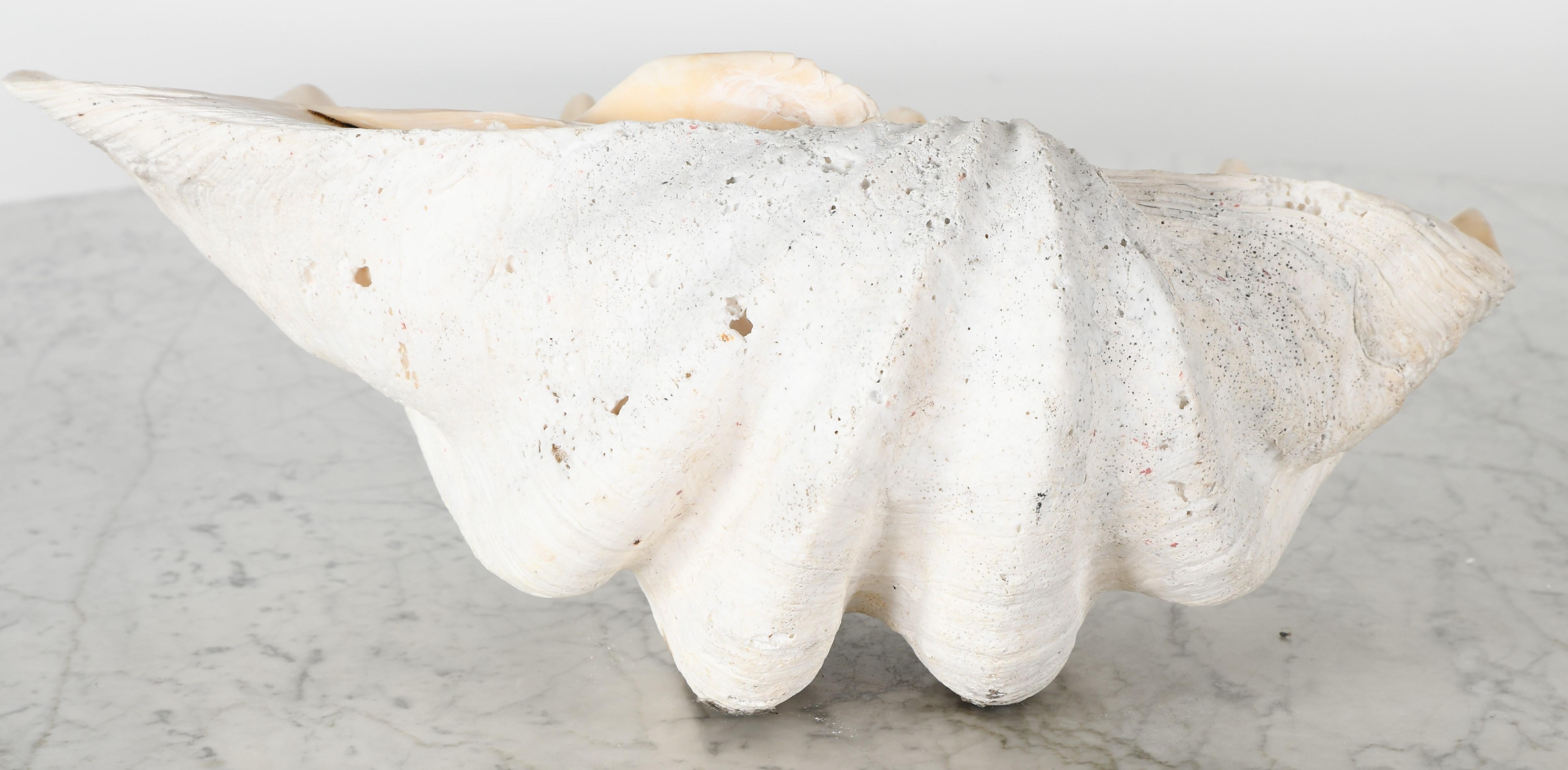 20th Century Large South Pacific Clam Shell