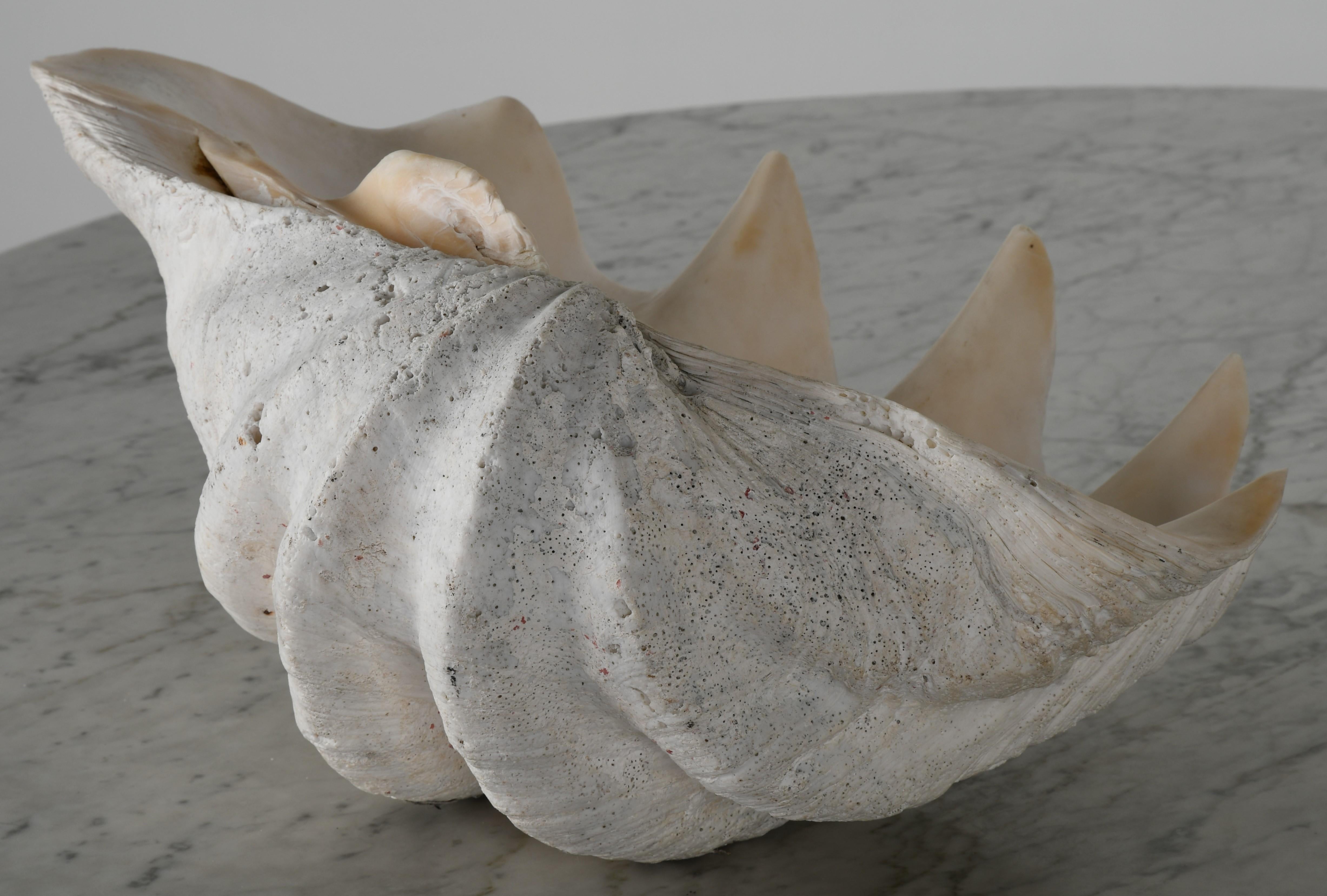 Large South Pacific Clam Shell 1
