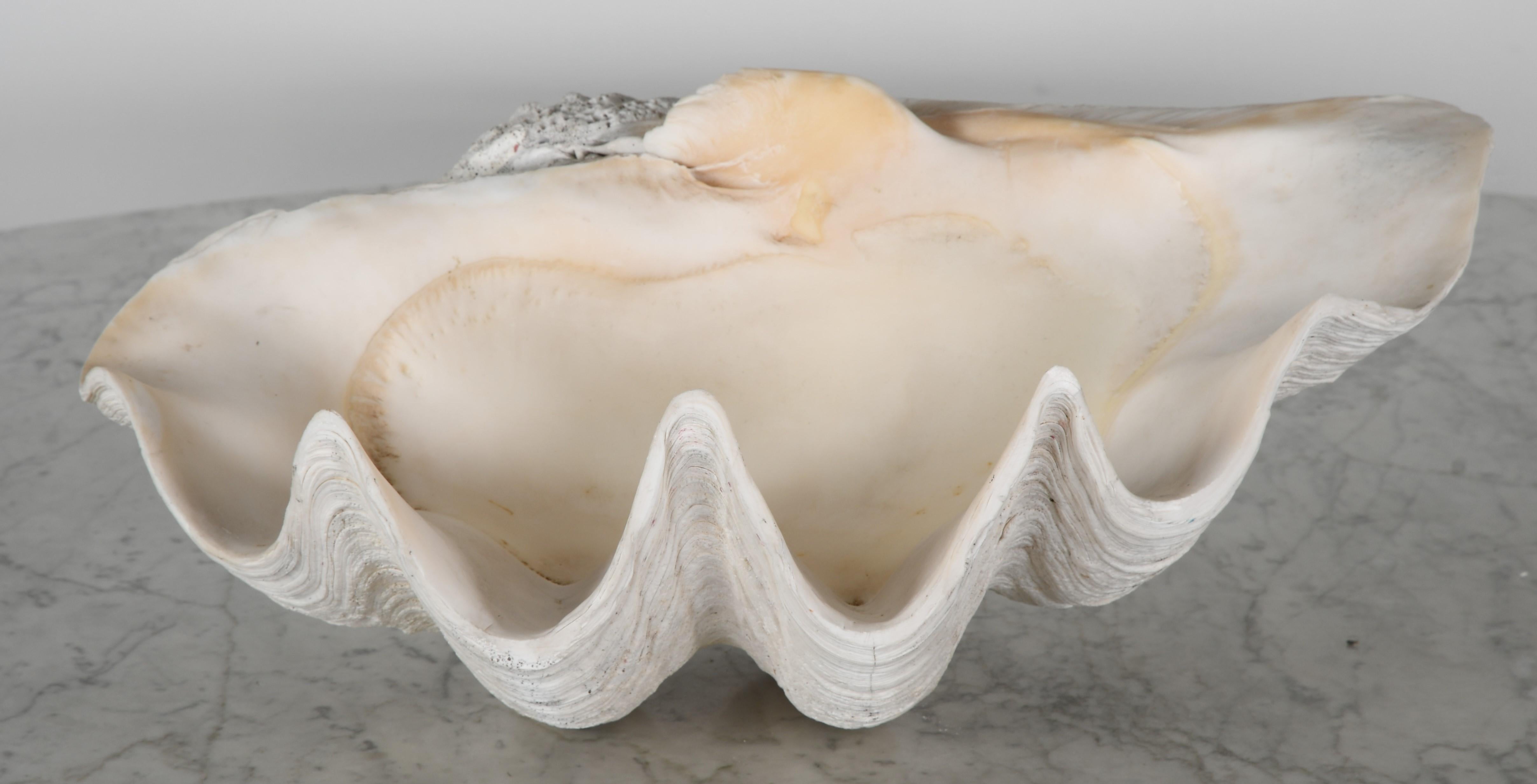 Large South Pacific Clam Shell 2