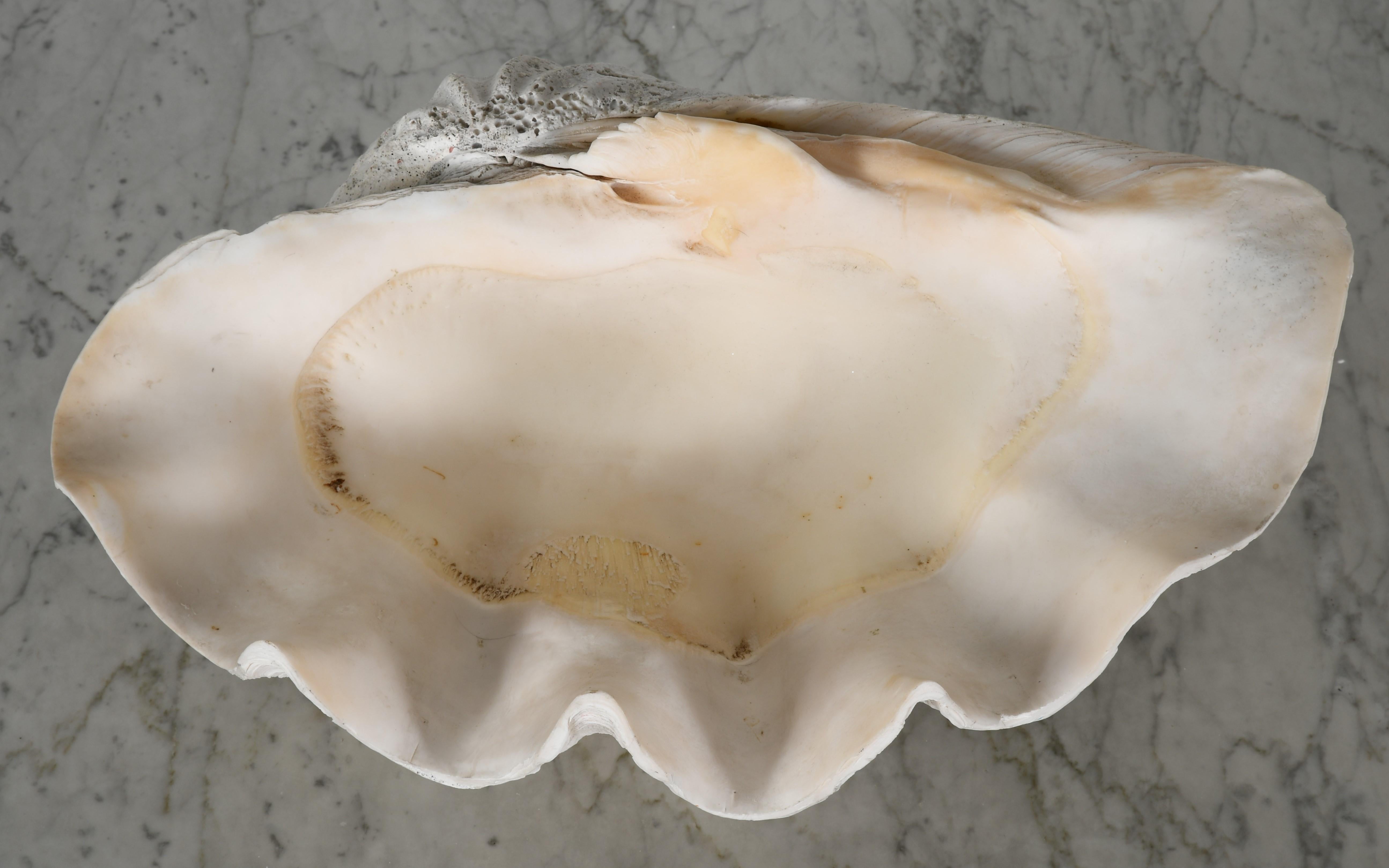 Large South Pacific Clam Shell 3
