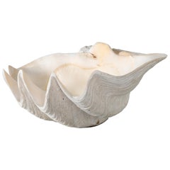 Large South Pacific Clam Shell
