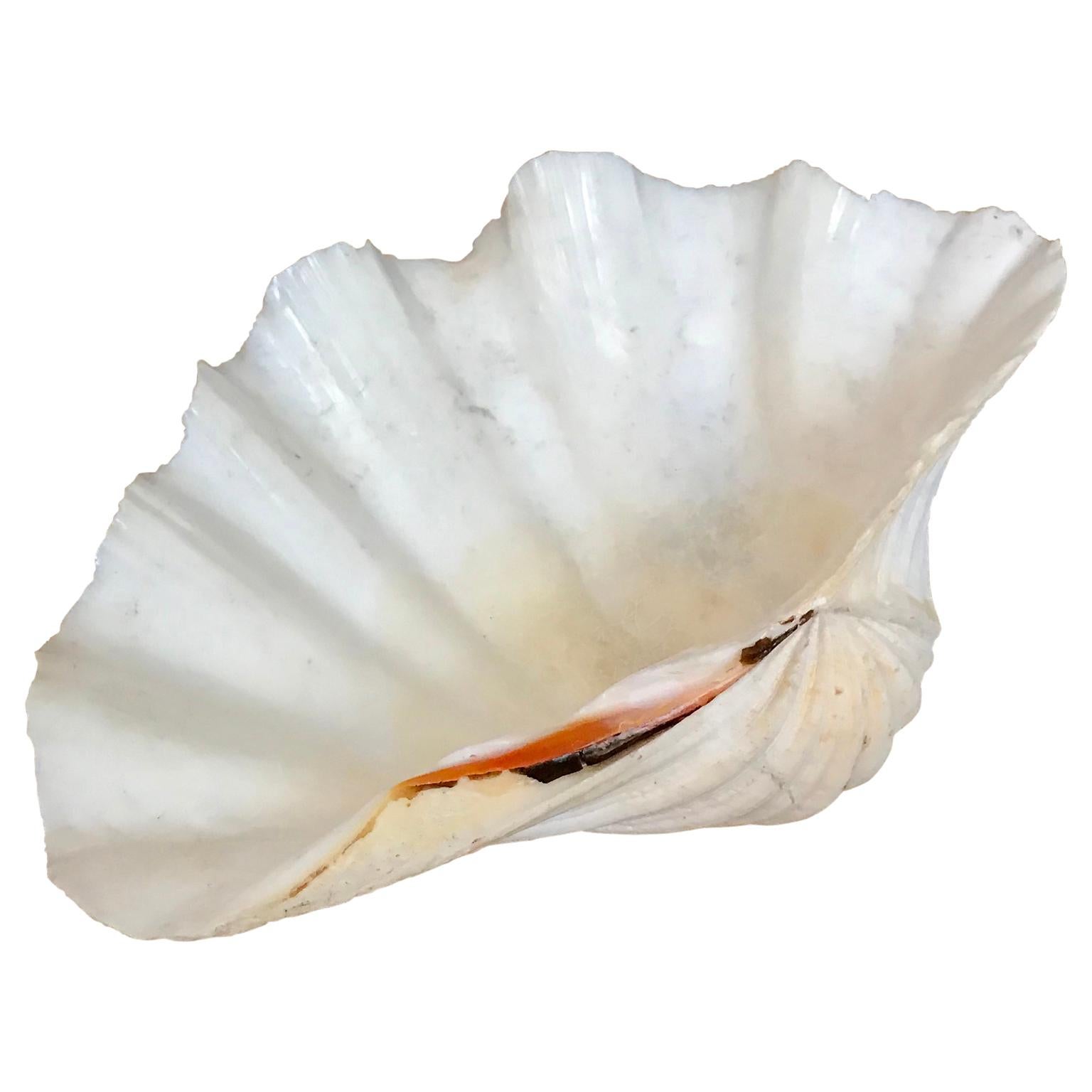 Large South Pacific Tridacna Gigas Clam shell

The shell is in very good condition and with a beautiful pink tint.
 