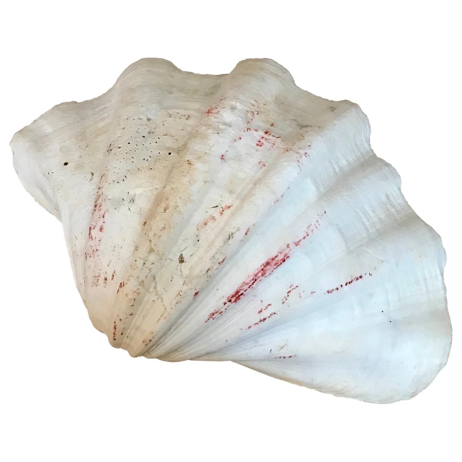 XVIIIe siècle et antérieur Grande coquille de palourde Tridacna Gigas du Pacifique Sud en vente