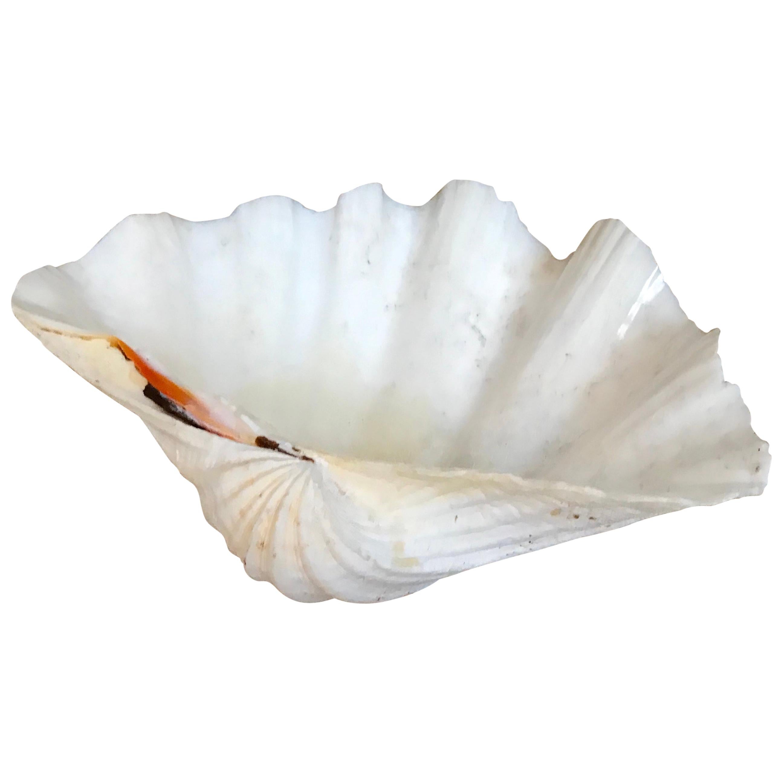 Large South Pacific Tridacna Gigas Clam Shell For Sale