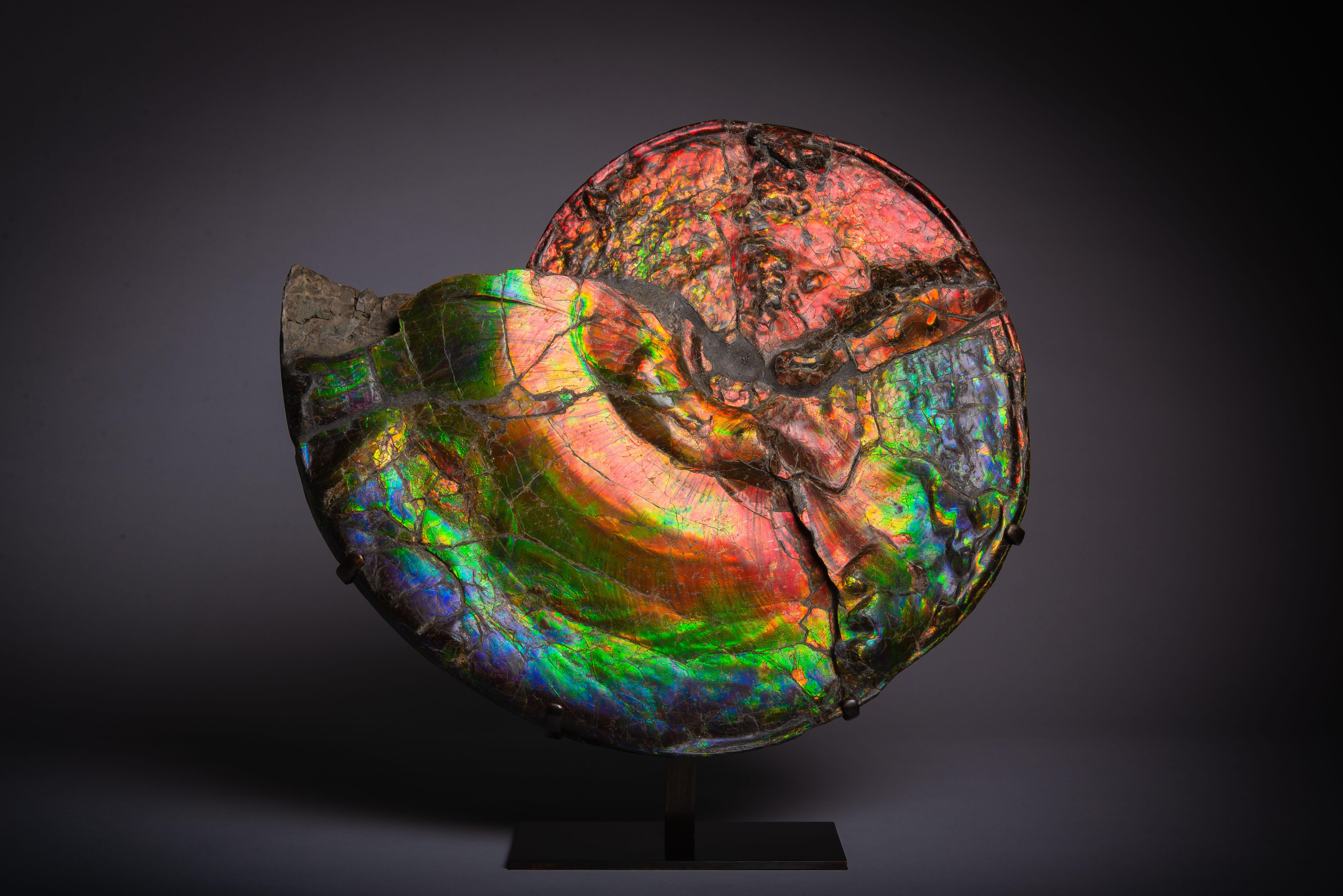 Großes spektakuläres schillerndes Ammonitenfossil
75 Millionen Jahre

Ein prächtiges Beispiel für eines der spektakulärsten Fossilien. Ein großer und intensiv leuchtender Ammonit, Placenticeras costatum, aus der Bearpaw Formation, Alberta, Kanada,