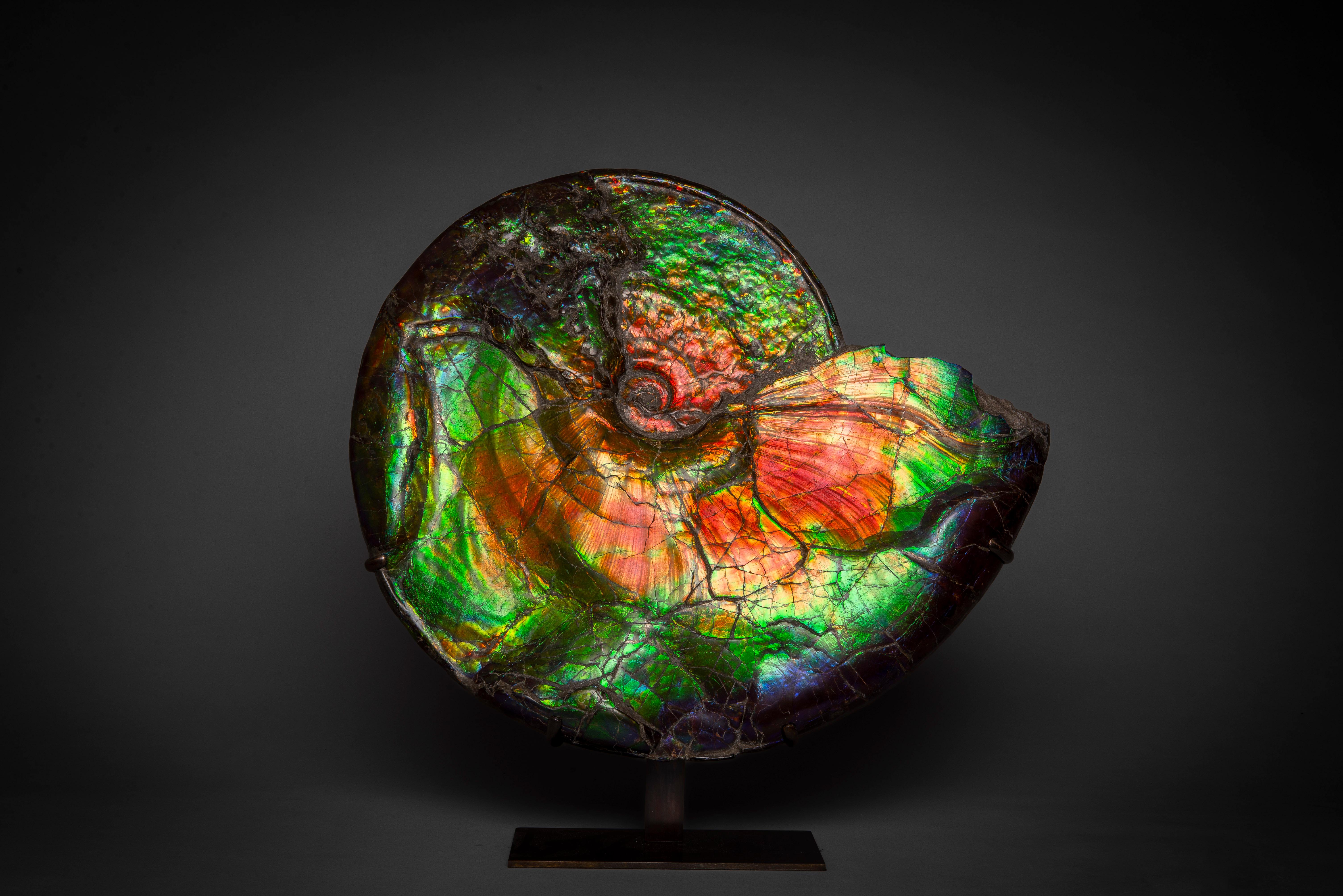 Large spectacular iridescent ammonite fossil.
75 Million y/o

A magnificent example of one of the most spectacular fossils. A large and intensely vibrant ammonite, Placenticeras costatum, from the Bearpaw formation, Alberta, Canada, dating to the
