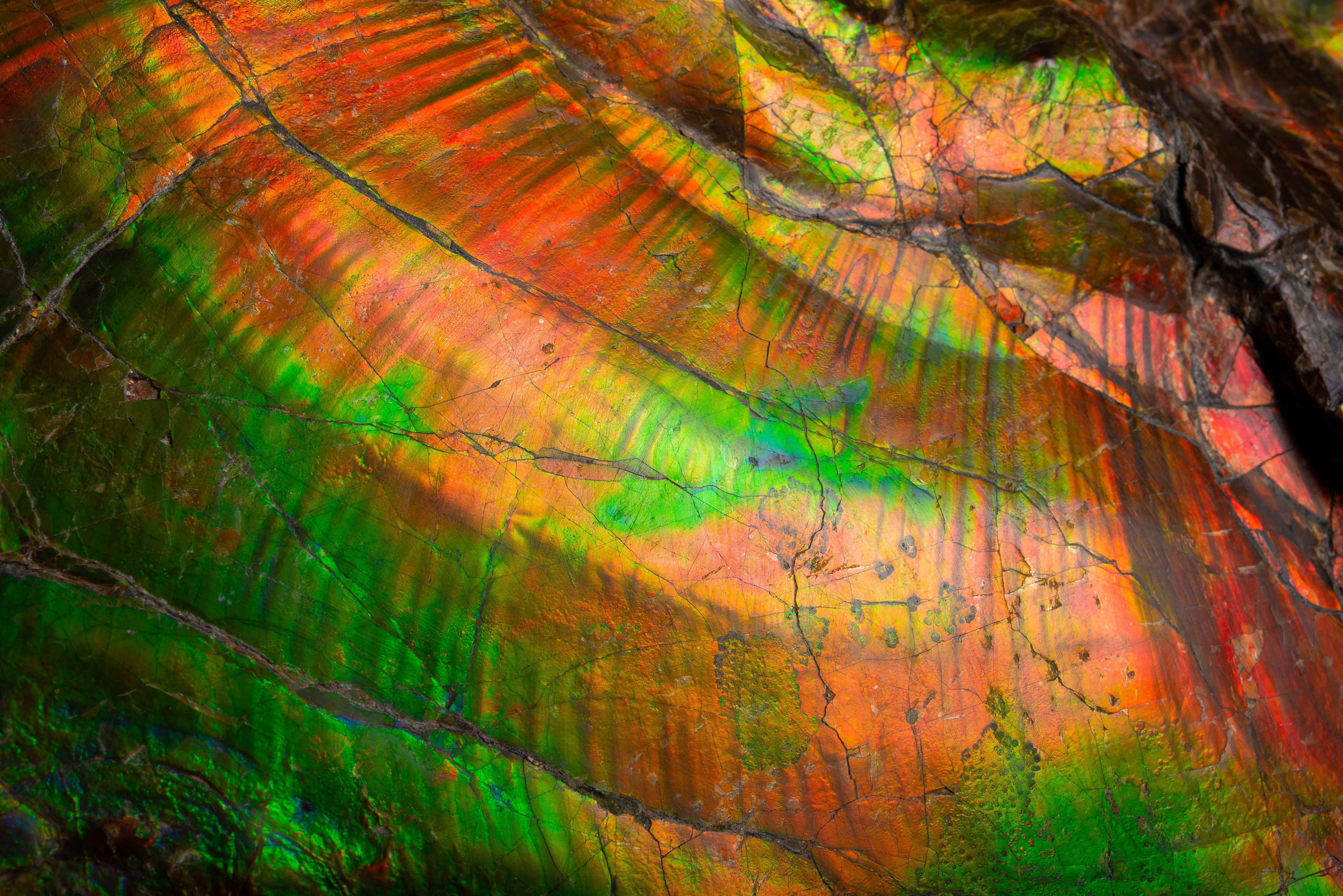 Großes spektakuläres schillerndes Ammonit- Fossil im Zustand „Hervorragend“ in London, GB