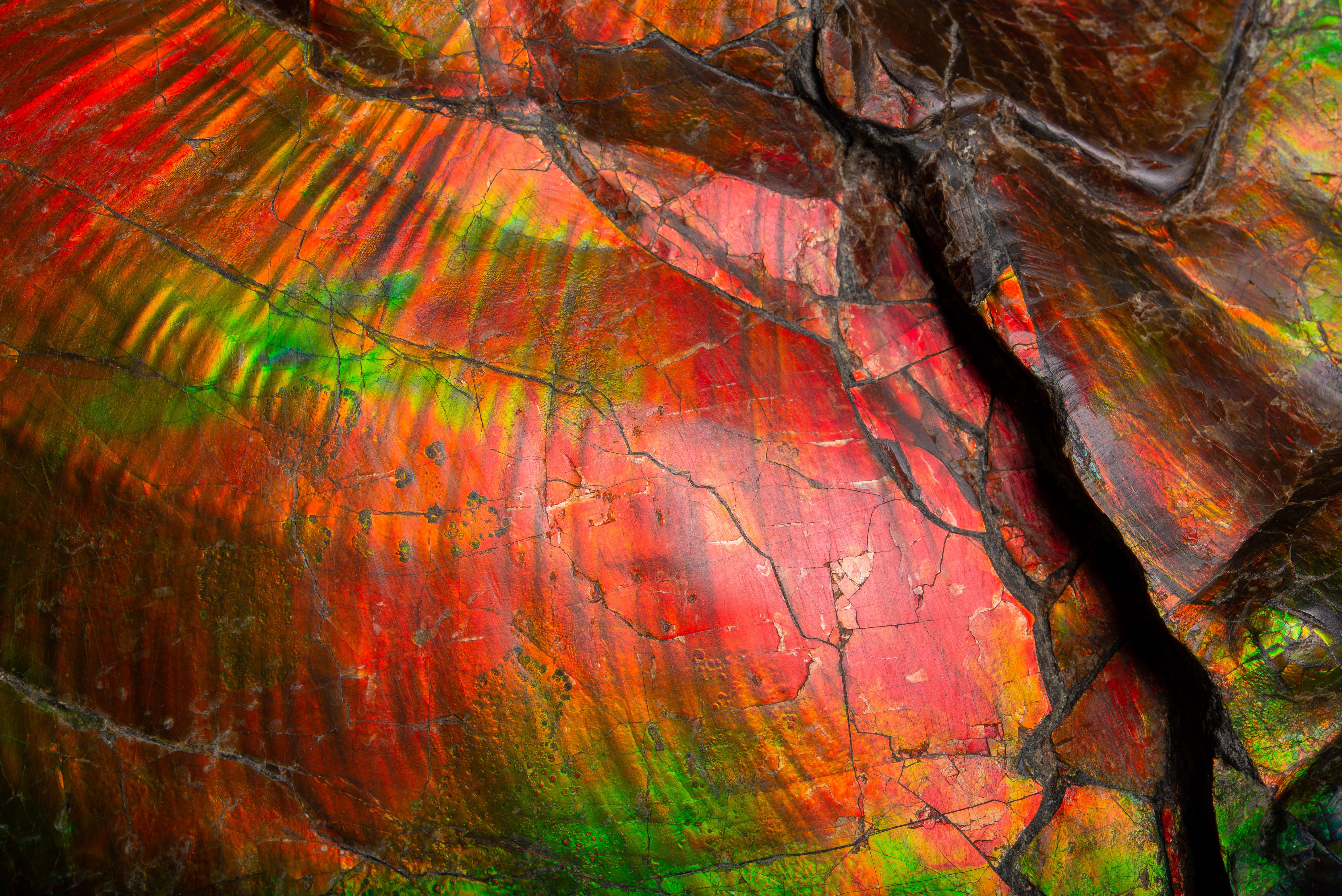Großes spektakuläres schillerndes Ammonit- Fossil (18. Jahrhundert und früher)