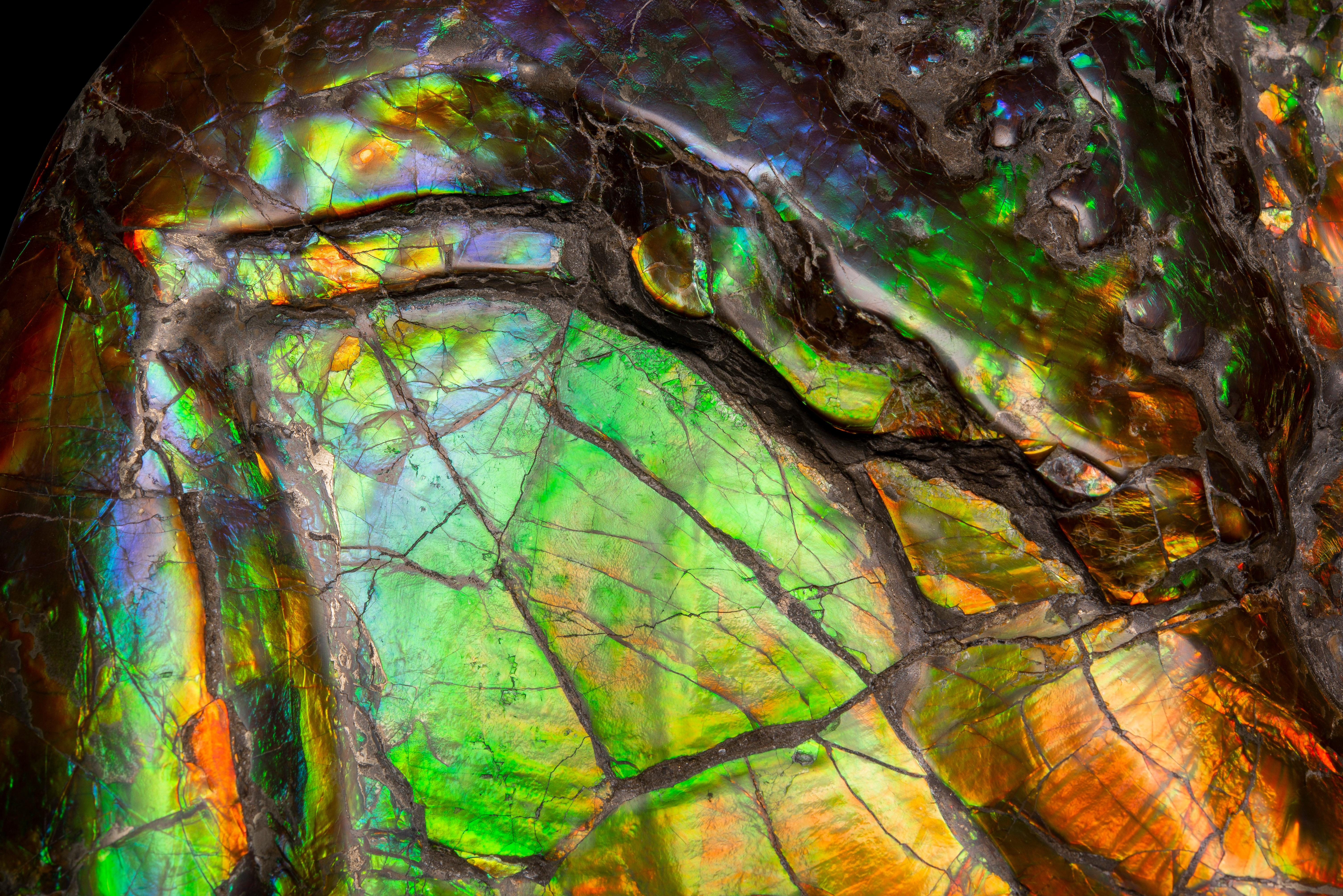 Canadian Iridescent Ammonite Fossil For Sale