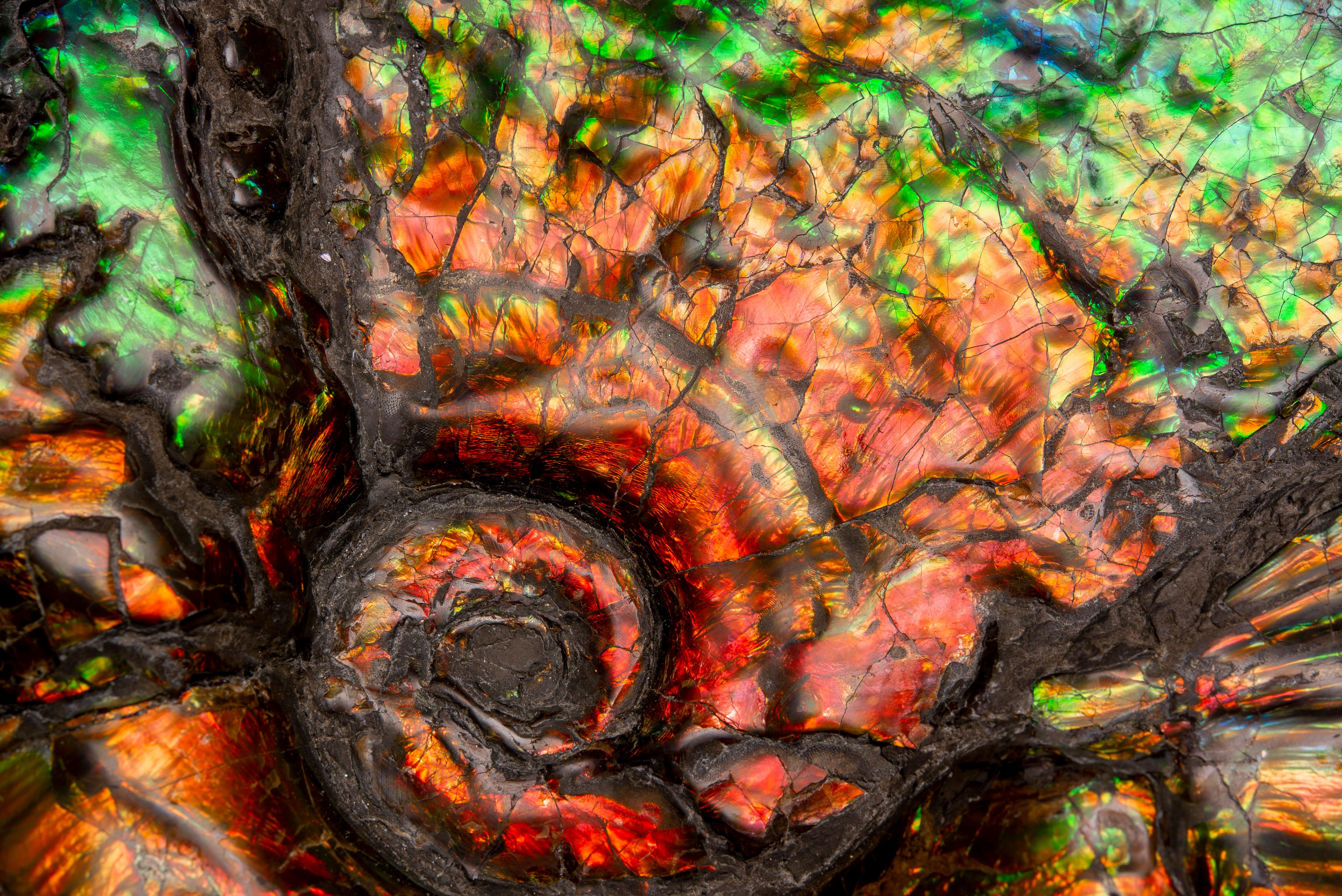Iridescent Ammonite Fossil In Excellent Condition For Sale In London, GB