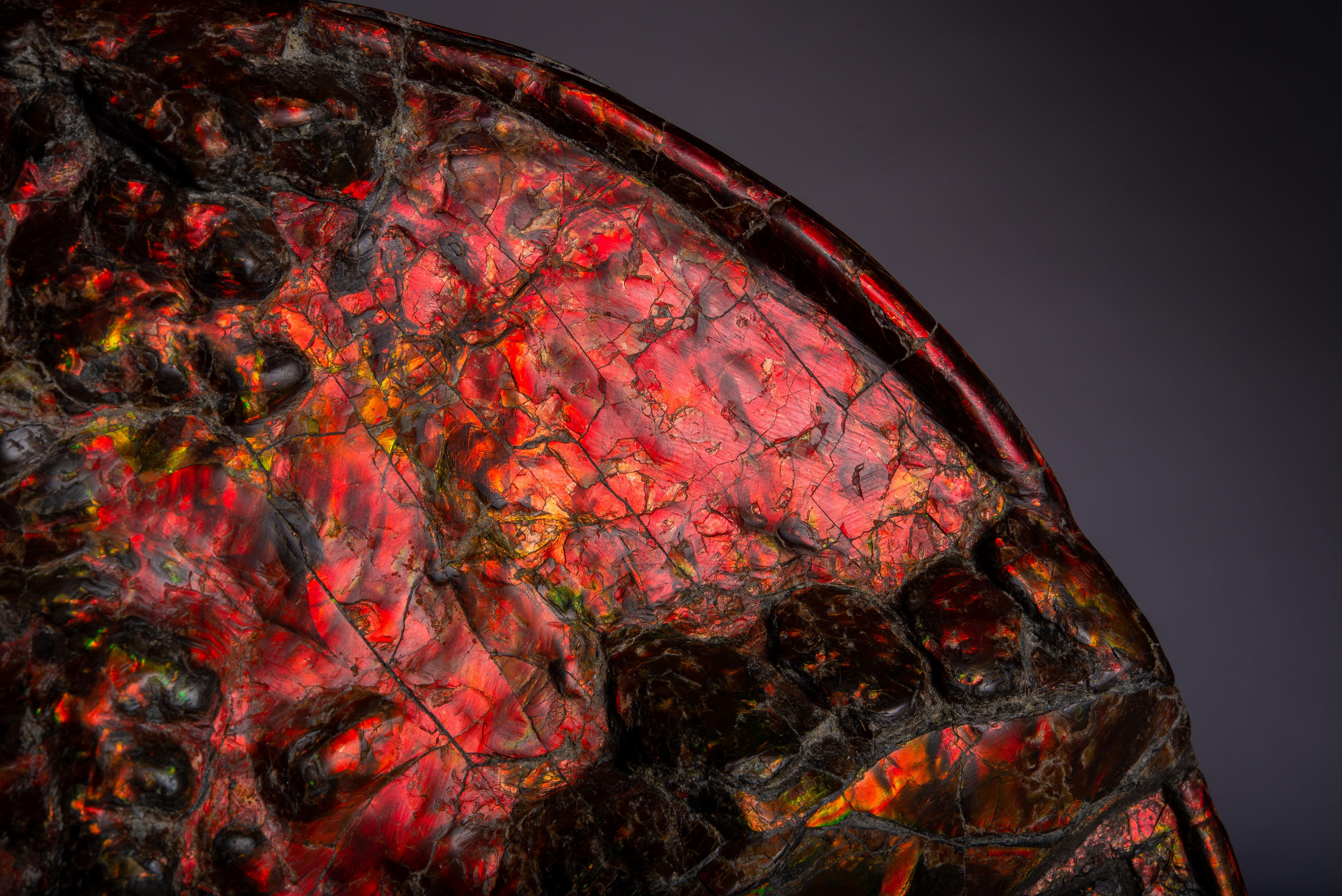 Großes spektakuläres schillerndes Ammonit- Fossil 2