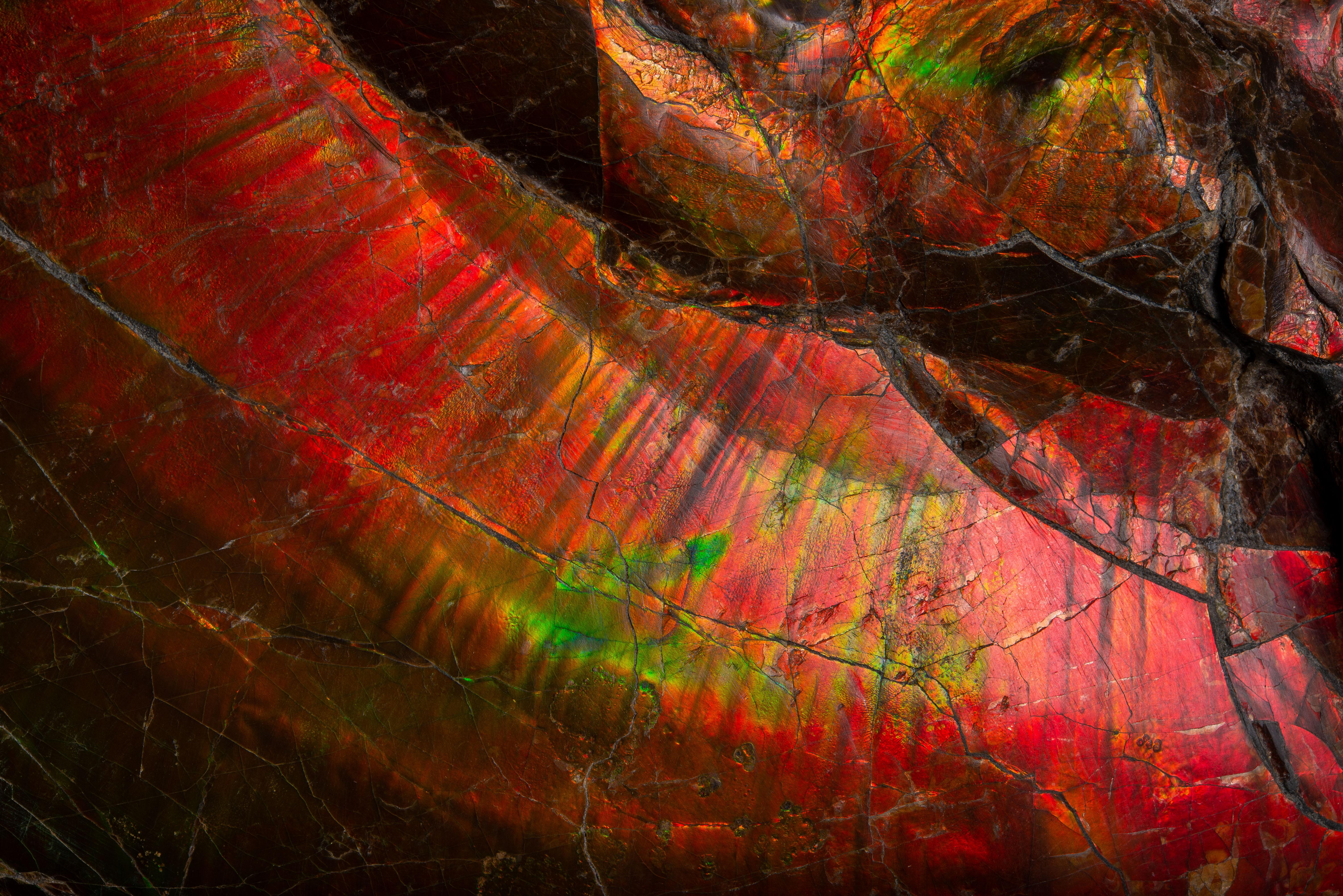 Großes spektakuläres schillerndes Ammonit- Fossil 3