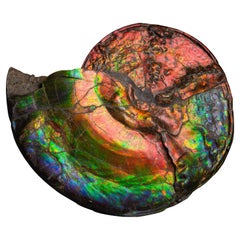Großes spektakuläres schillerndes Ammonit- Fossil
