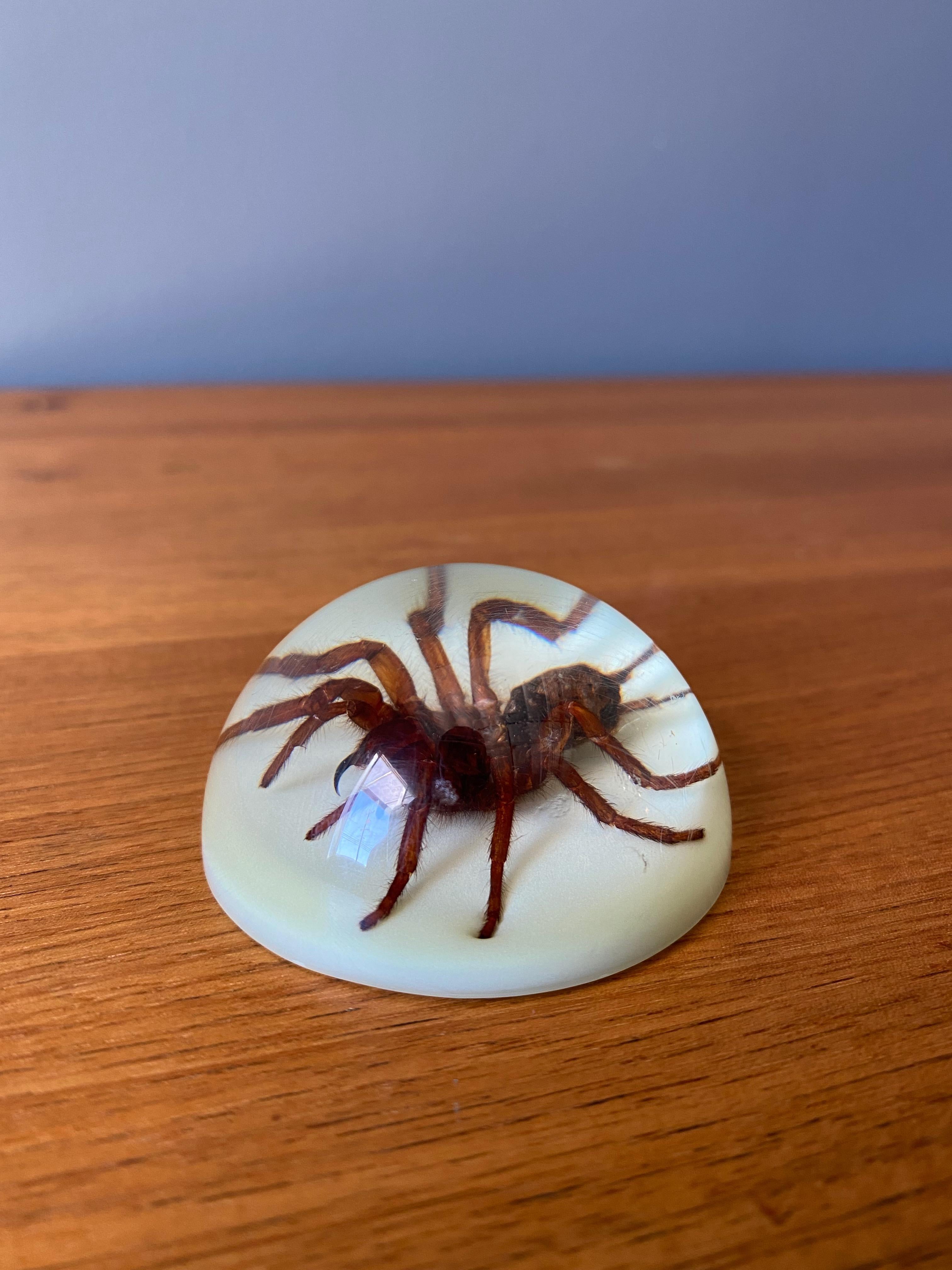 Large spider paperweight in resin dome, (oddity).