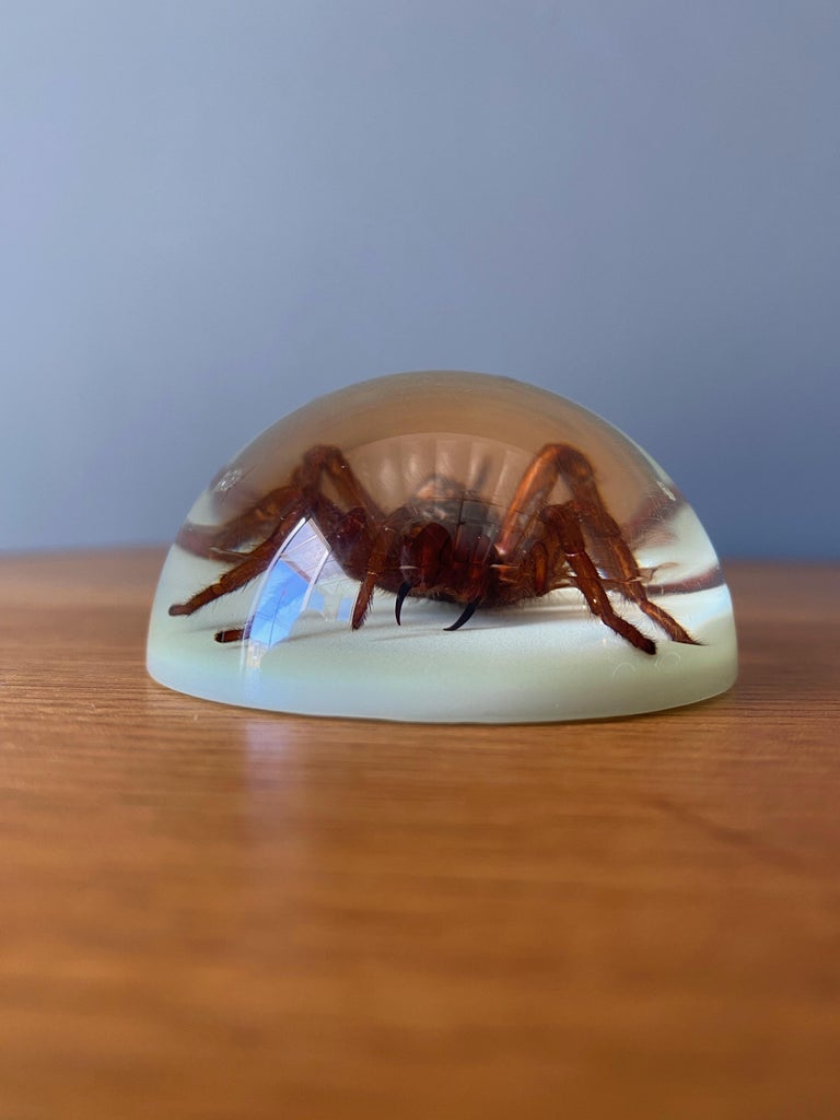 Large Spider Paperweight in Resin Dome at 1stDibs tarantula paperweight