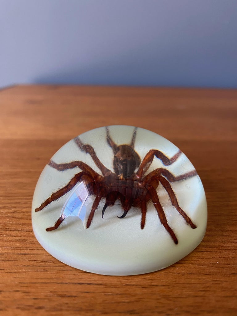 Large Spider Paperweight in Resin Dome at 1stDibs tarantula paperweight