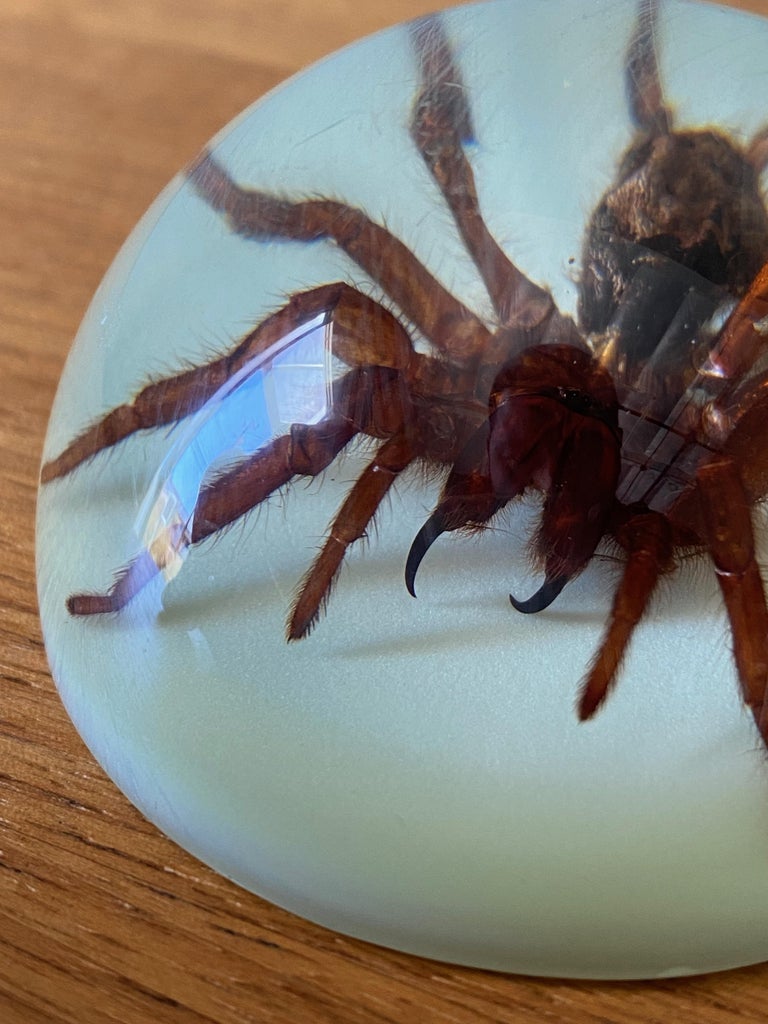 Large Spider Paperweight in Resin Dome at 1stDibs tarantula paperweight