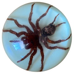 Vintage Large Spider Paperweight in Resin Dome