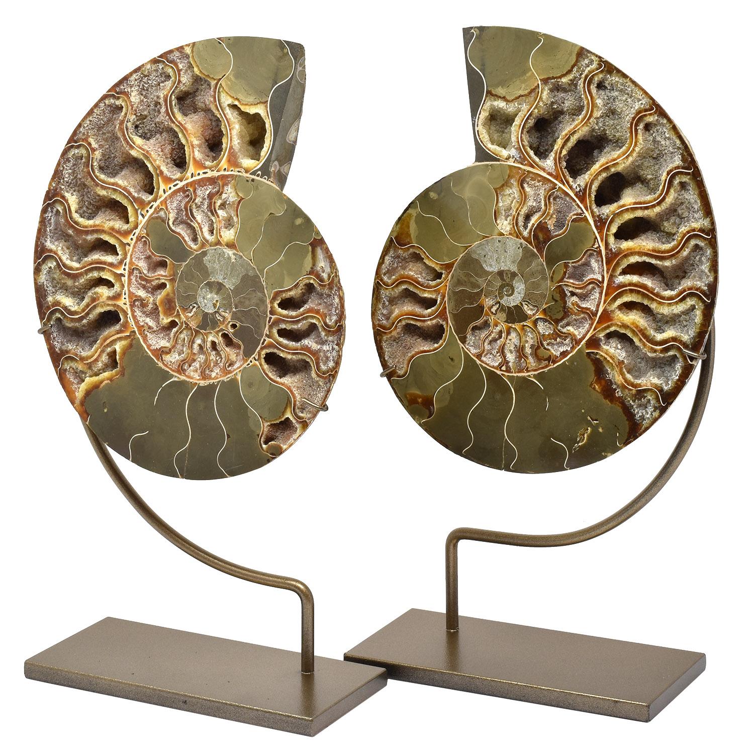 Large split Ammonite fossil mineral specimen Jurassic cretaceous period

We hand pick each set of split ammonites, looking for interesting color and crystalized chambers.

Ammonites were cephalopods that resembled a squid with a shell. The predatory