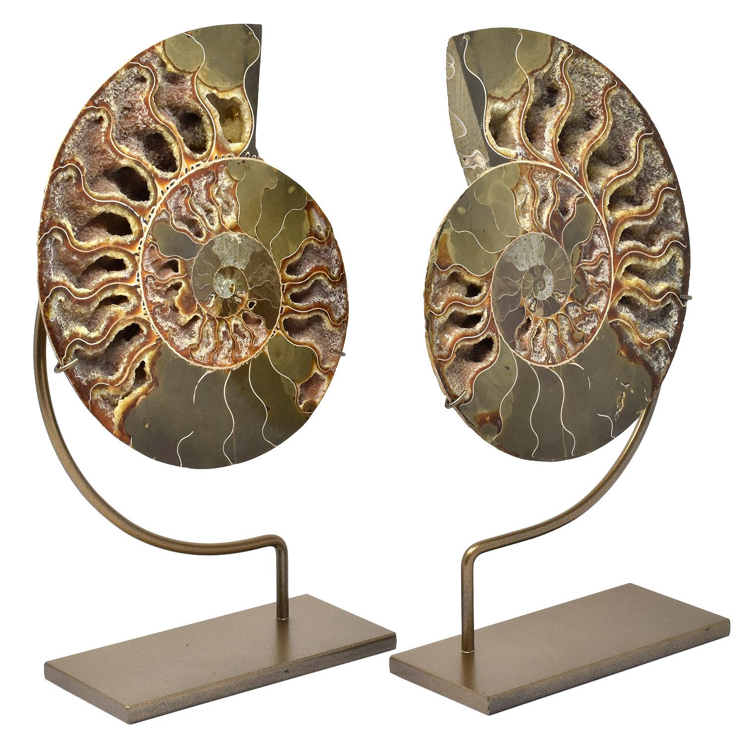 Other Large Split Ammonite Fossil Set Mineral Specimen Jurassic Cretaceous Period