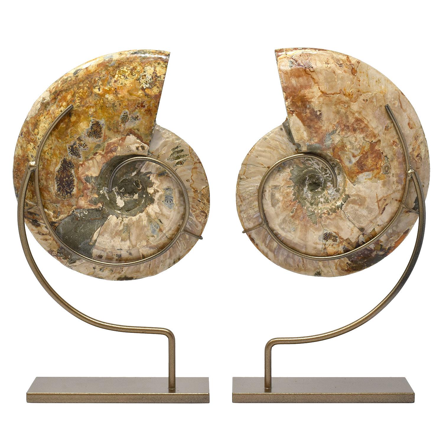 Malagasy Large Split Ammonite Fossil Set Mineral Specimen Jurassic Cretaceous Period