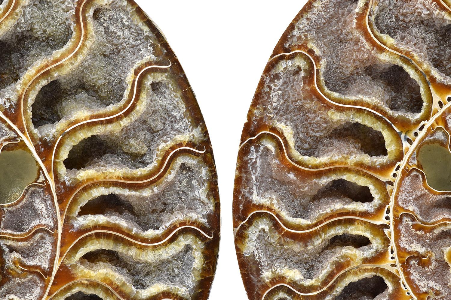 Large Split Ammonite Fossil Set Mineral Specimen Jurassic Cretaceous Period In Excellent Condition In Point Richmond, CA