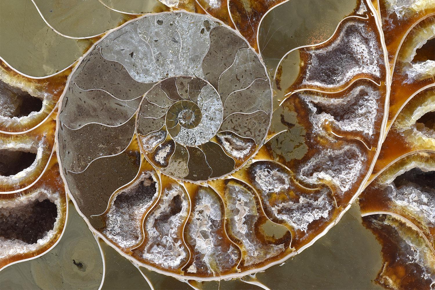 18th Century and Earlier Large Split Ammonite Fossil Set Mineral Specimen Jurassic Cretaceous Period