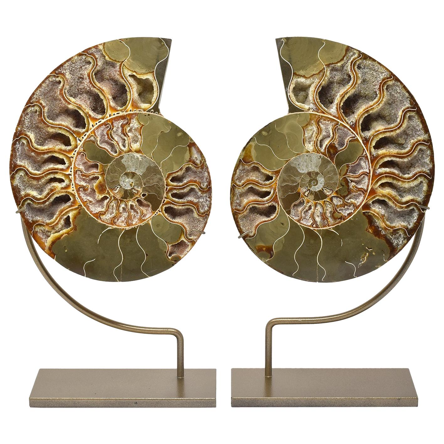 Large Split Ammonite Fossil Set Mineral Specimen Jurassic Cretaceous Period