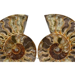Large Split Ammonite Fossil Set Mineral Specimen Jurassic Cretaceous Period