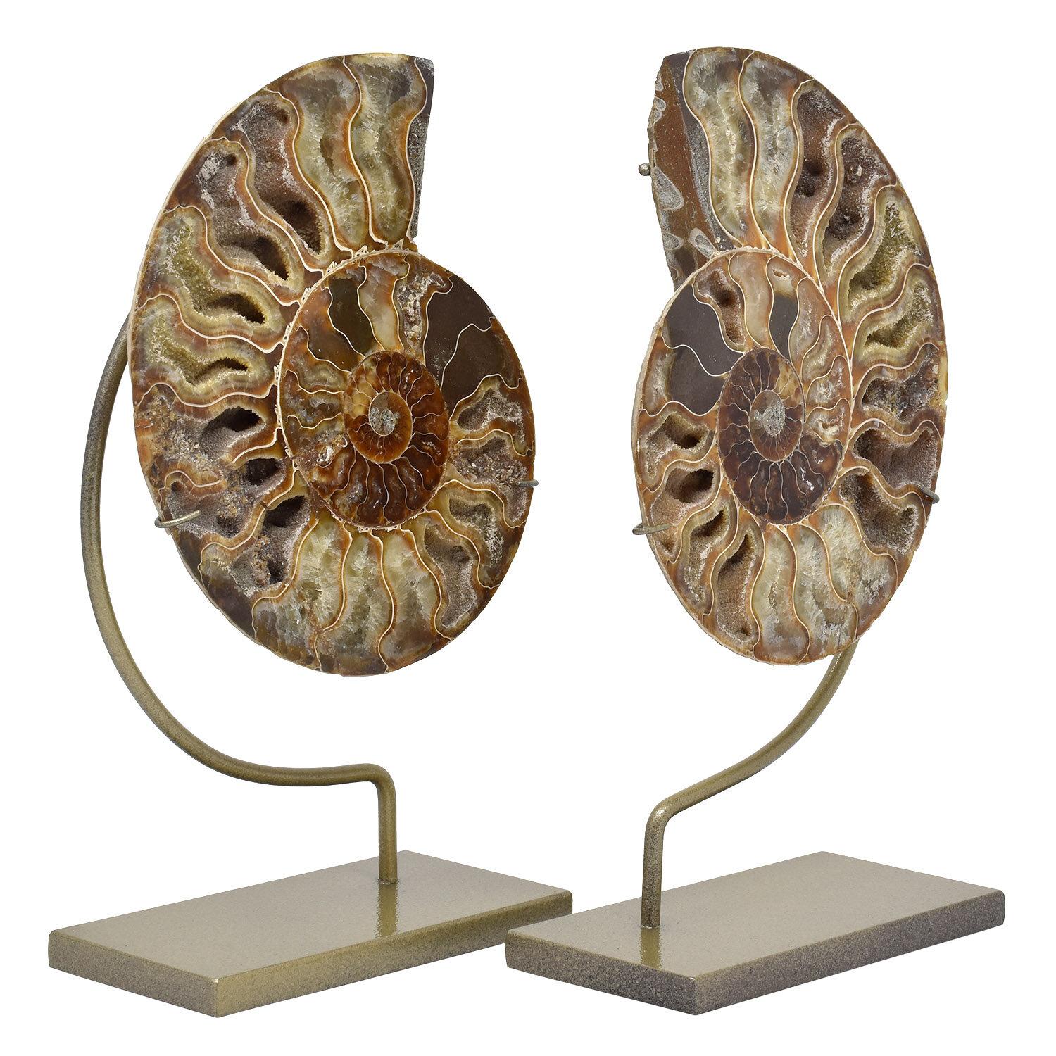 ammonite fossil with tentacles