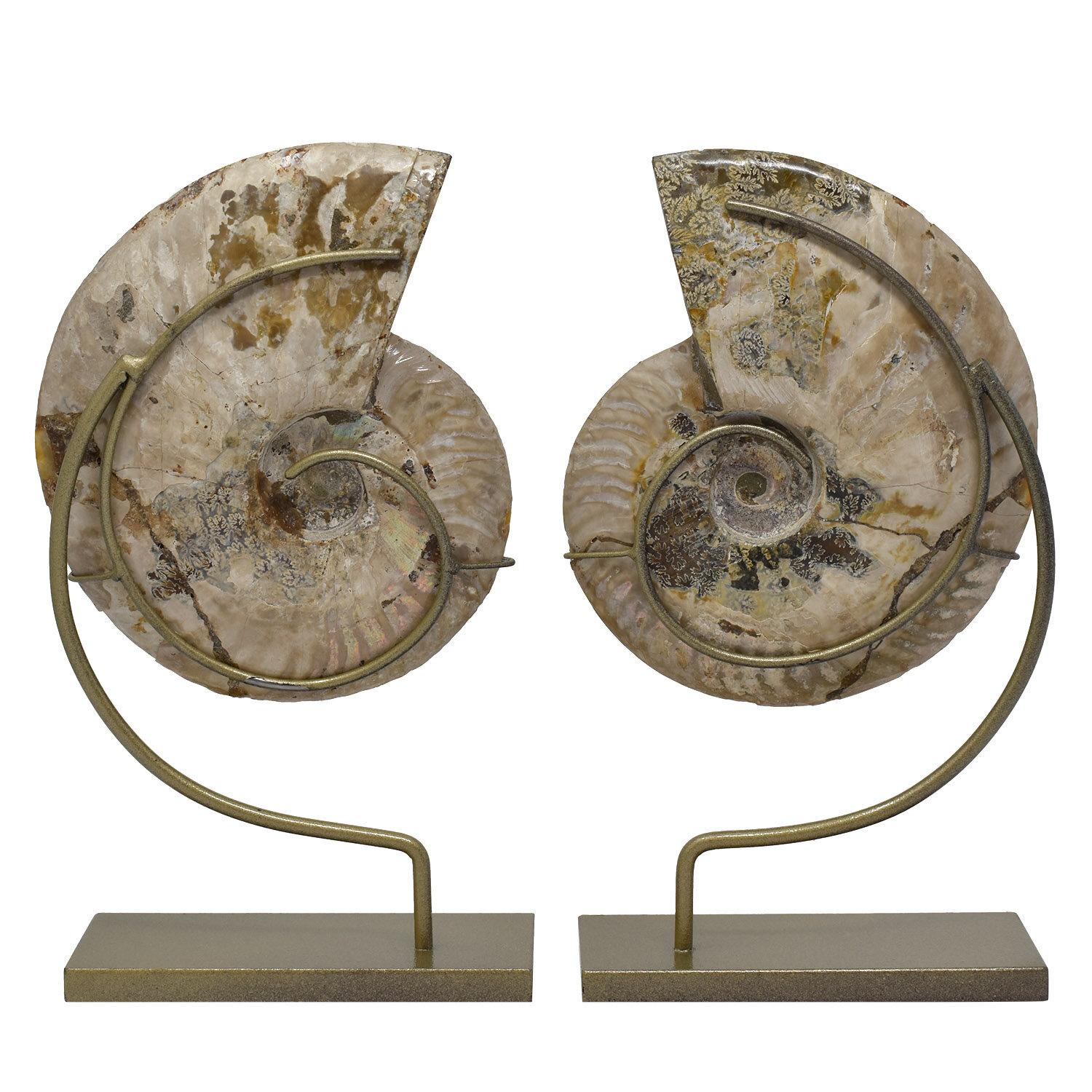 ammonite fossil stand