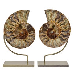 Grand spécimen minéral fossilisé fendu de Ammonite de la période Jurasssic Cretaceous